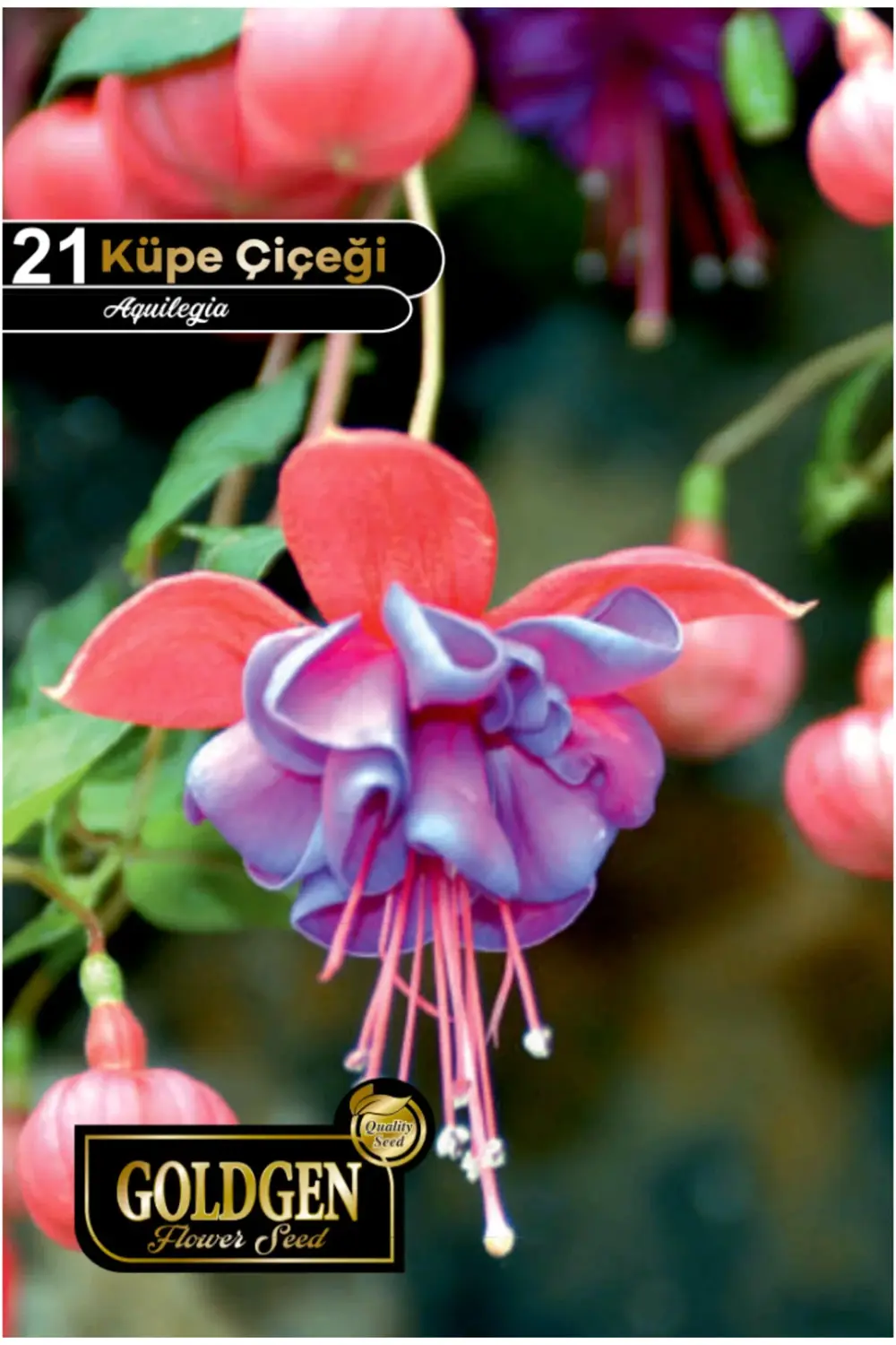 Küpe Çiçeği Tohumu