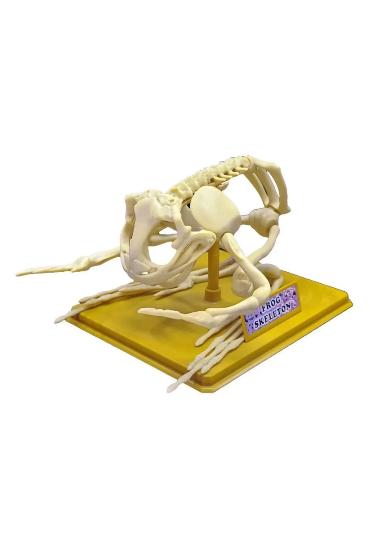 Kurbağa İskeleti Bilim Seti
