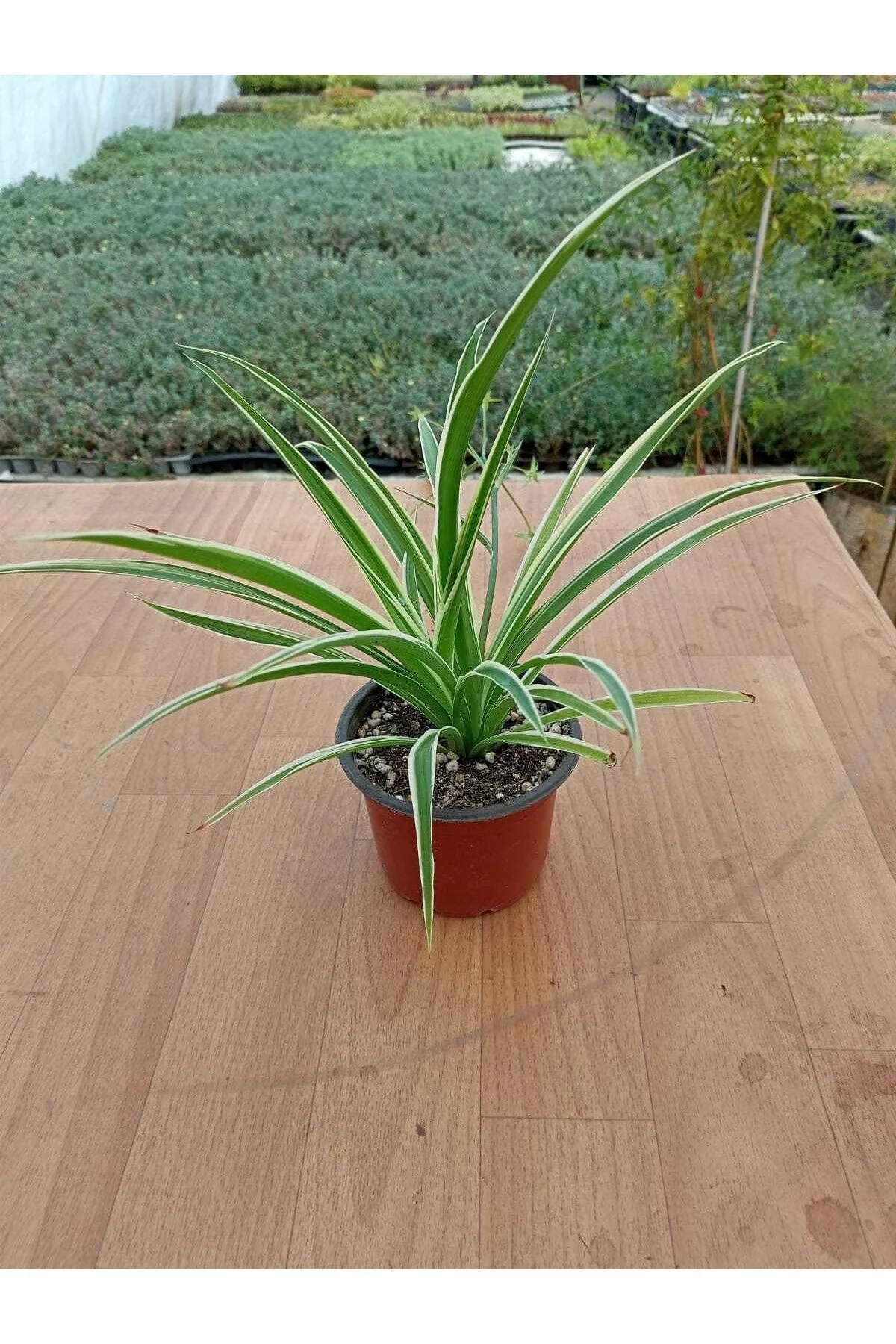 Kurdela Çiçeği Fidanı Chlorophytum Comosum 10-20 cm