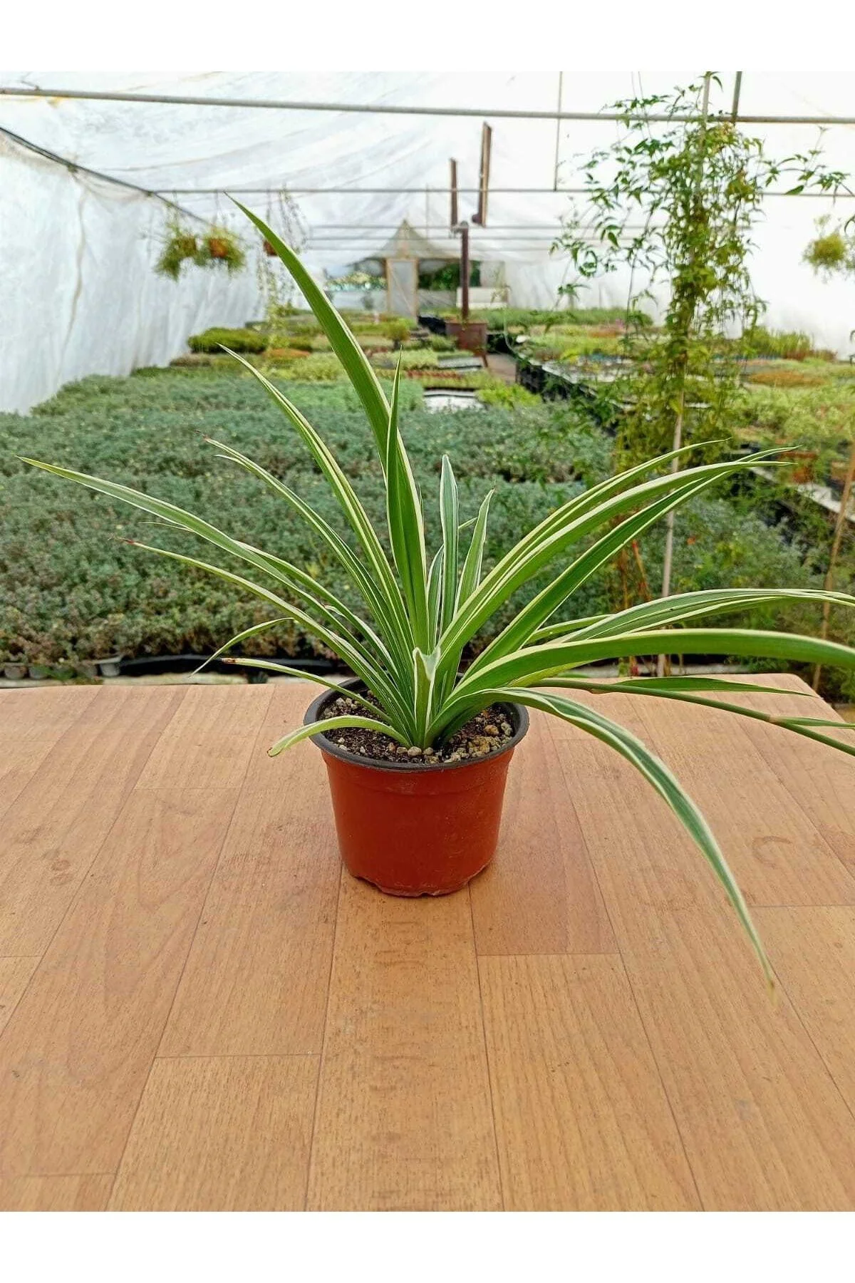 Kurdela Çiçeği Fidanı Chlorophytum Comosum 10-20 cm