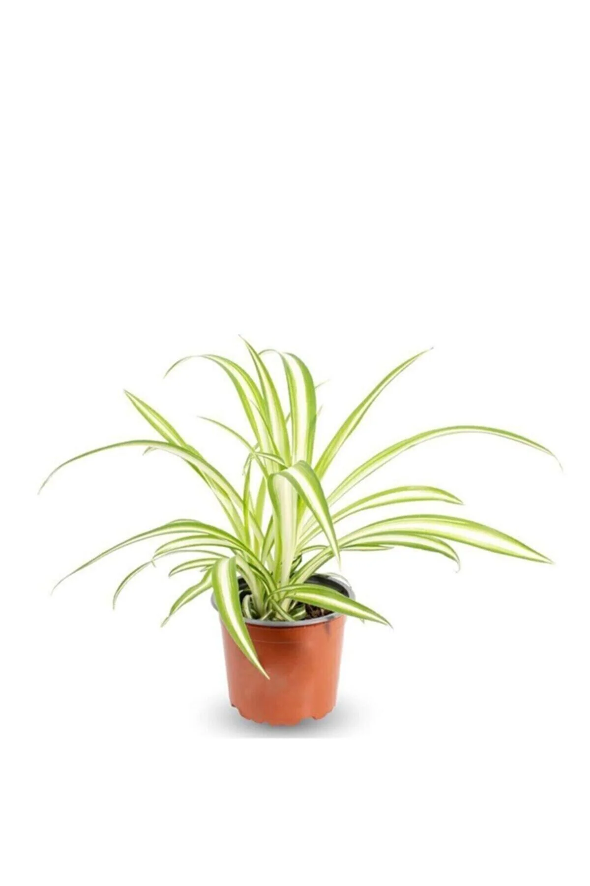 Kurdele Çiçeği - Chlorophytum Comosum