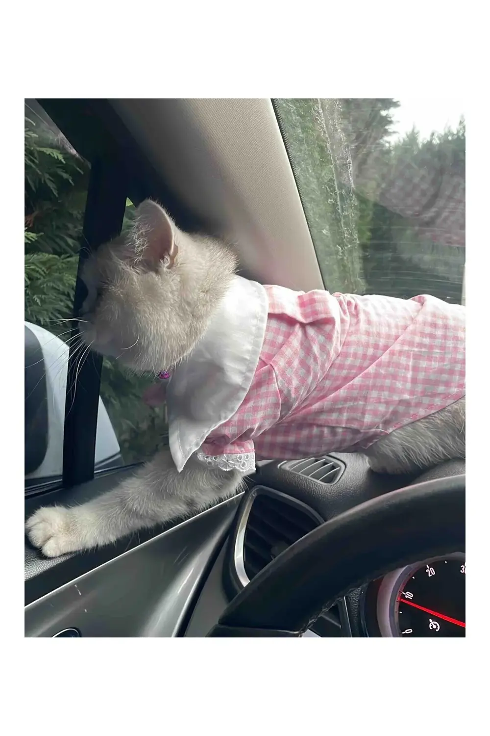 Kurdeleli Pembe Dişi Gömlek Kedi Köpek Kıyafeti Elbisesi