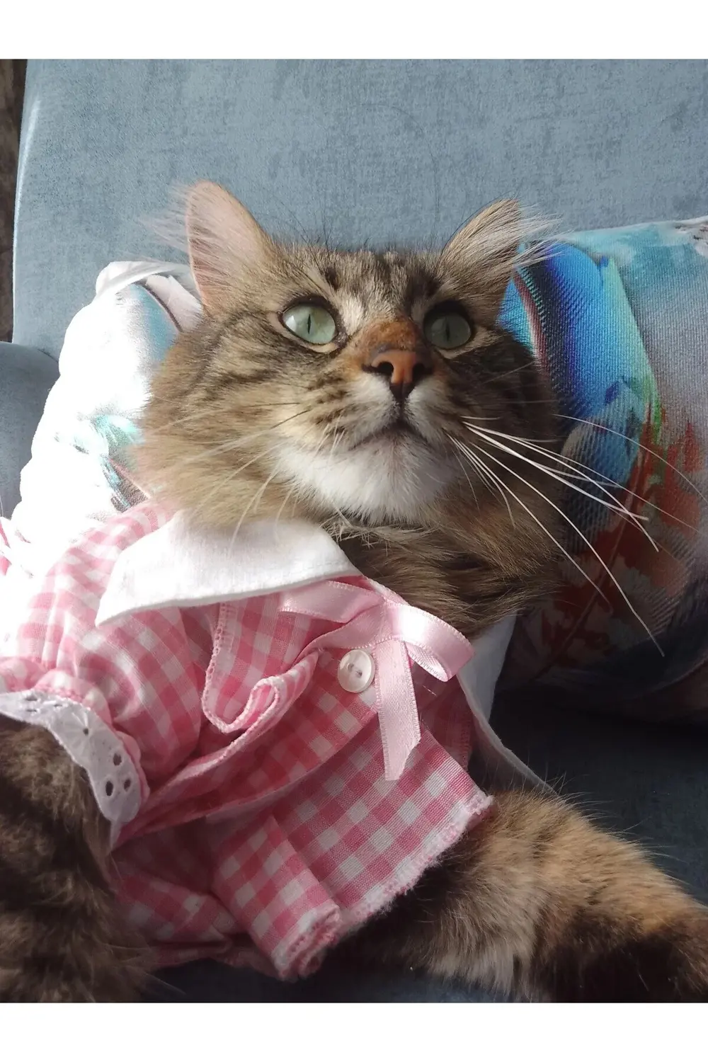 Kurdeleli Pembe Dişi Gömlek Kedi Köpek Kıyafeti Elbisesi