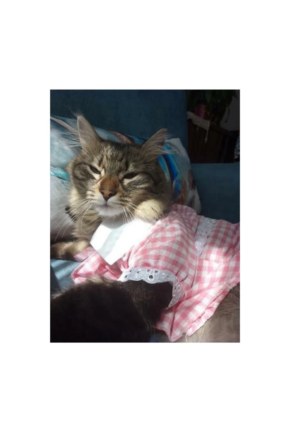 Kurdeleli Pembe Dişi Gömlek Kedi Köpek Kıyafeti Elbisesi Small/s/