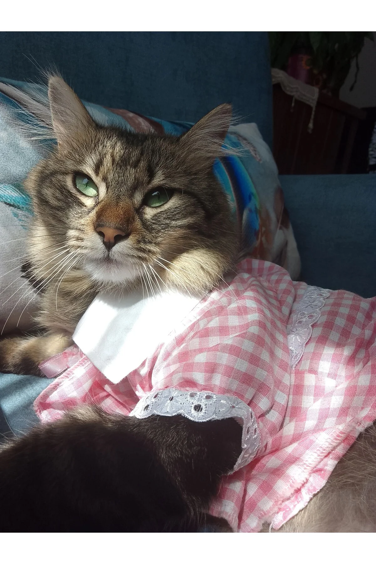 Kurdeleli Pembe Dişi Gömlek Kedi Köpek Kıyafeti Elbisesi Medium/m