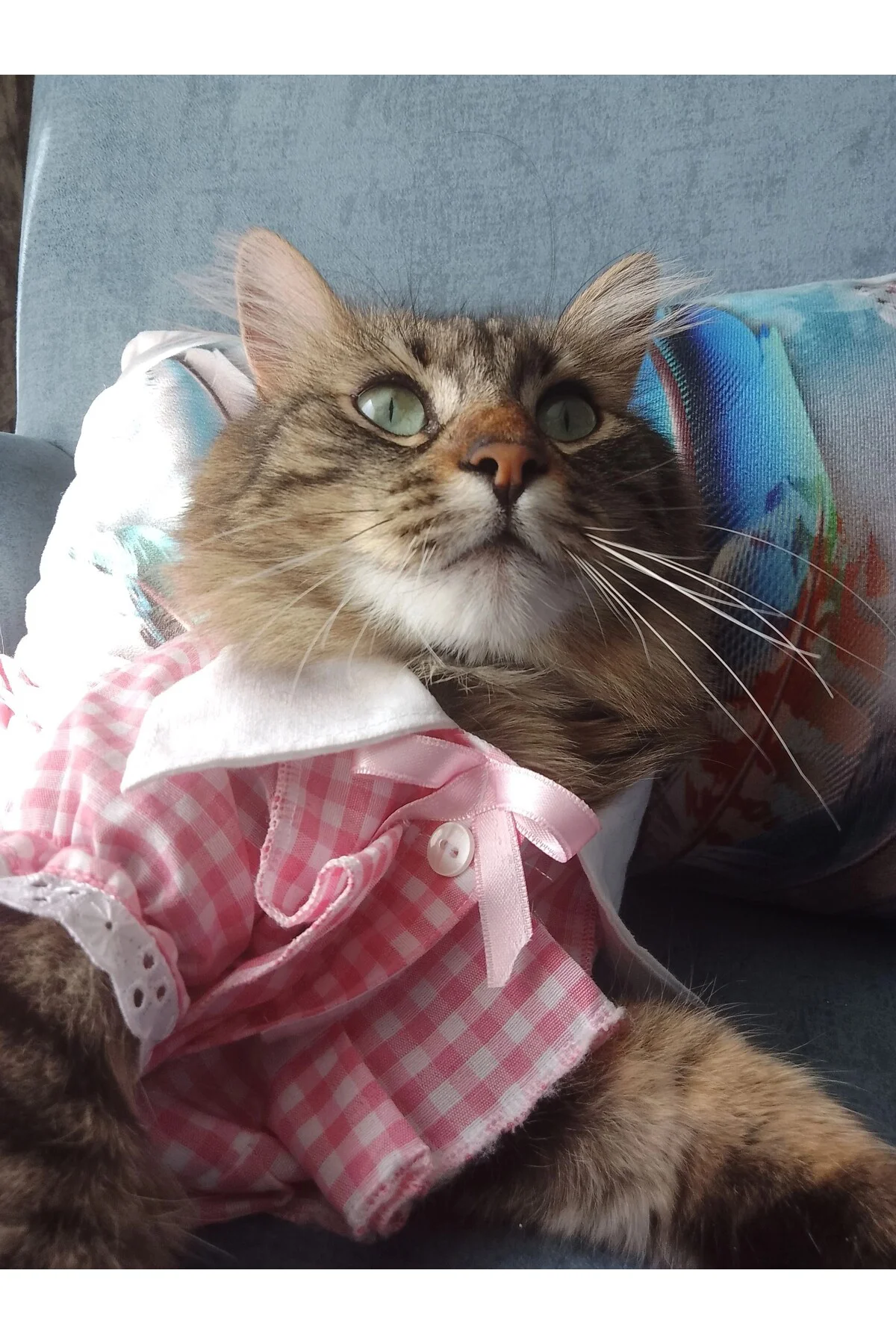 Kurdeleli Pembe Dişi Gömlek Kedi Köpek Kıyafeti Elbisesi Small/s/