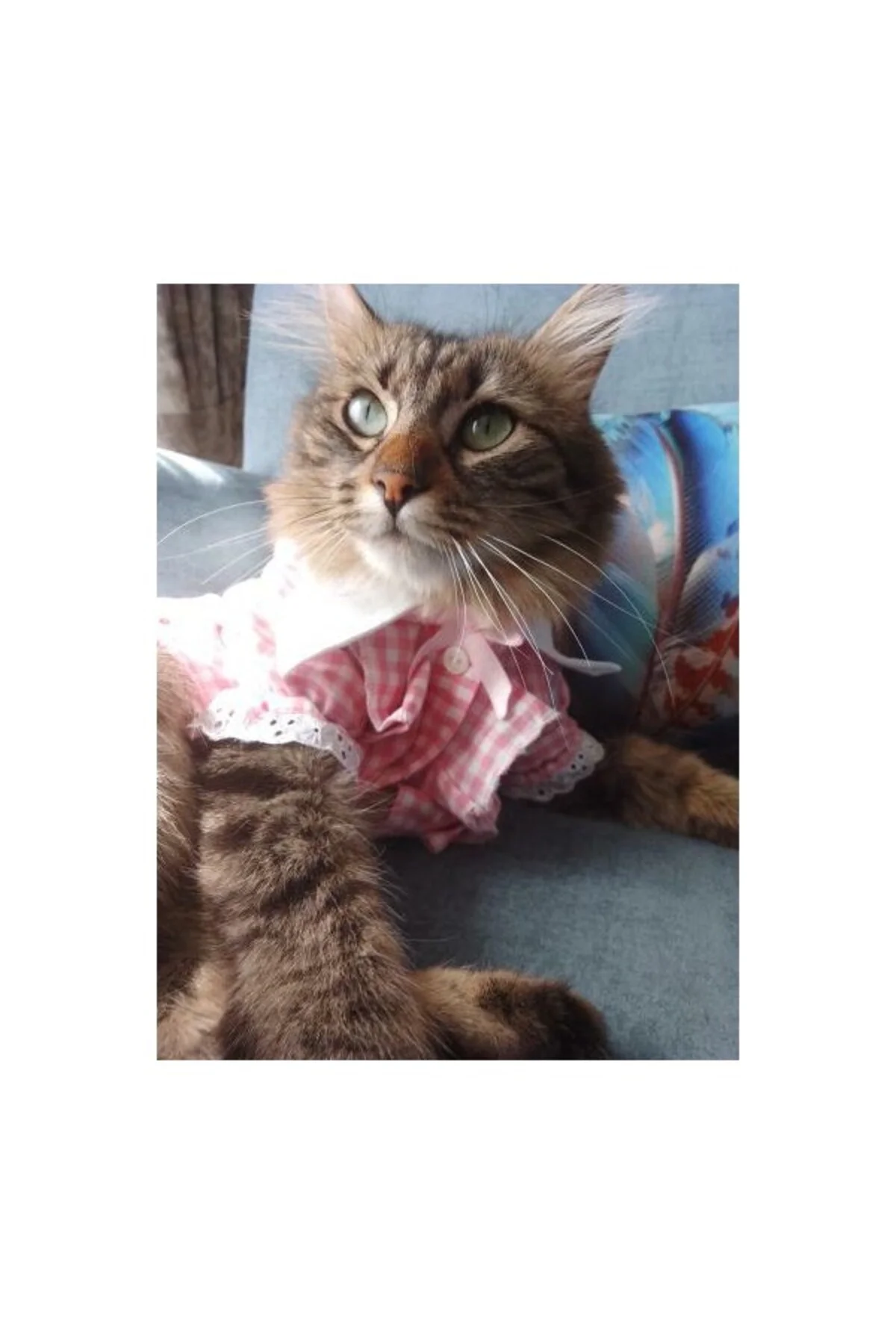 Kurdeleli Pembe Dişi Gömlek Kedi Köpek Kıyafeti Elbisesi Medium/m