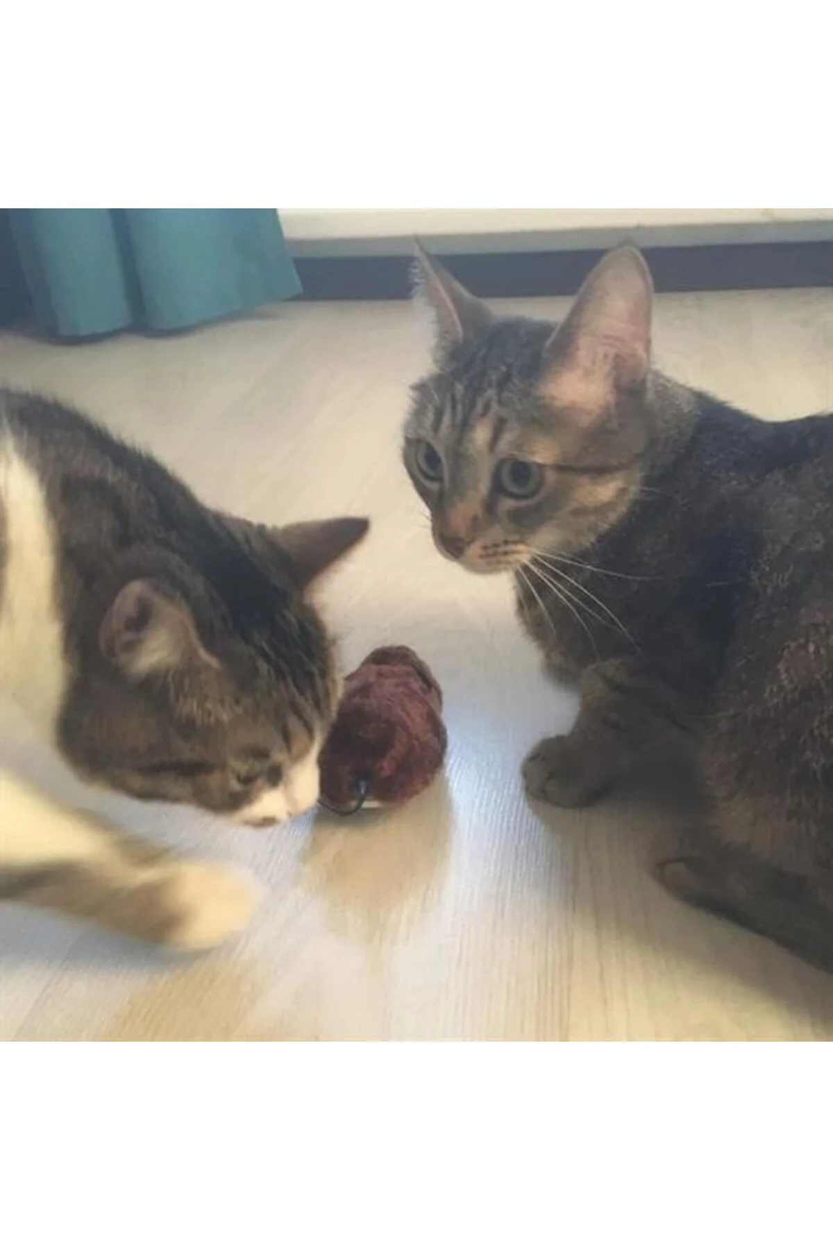 Kurmalı Kedi Eğitim Oyuncağı Tüylü Peluş Fare Yakalama İnteraktif