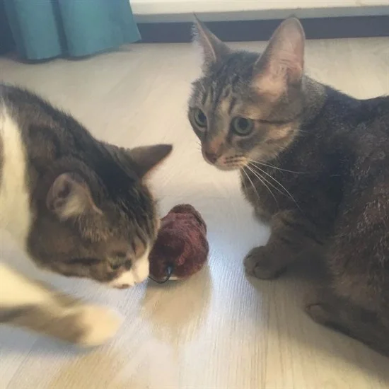 Kurmalı Kedi Eğitim Oyuncağı Tüylü Peluş Fare Yakalama İnteraktif Sevimli Eğlenceli Oyuncak Bx40 Fiyatı, Yorumları ve Özellikleri