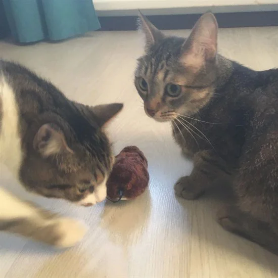 Kurmalı Kedi Eğitim Oyuncağı Tüylü Peluş Fare Yakalama İnteraktif Sevimli Eğlenceli Oyuncak Kurmalı Kedi Eğitim Oyuncağı Tüylü Peluş Fare Yakalama İnteraktif Sevimli Eğlenceli Oyuncak