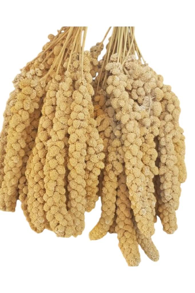 Kuşlar İçin Ak Dal Darı 1000 GR Kuşlar İçin Ak Dal Darı 1000 GR