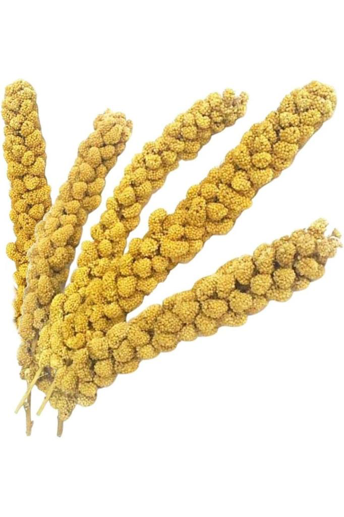 Kuşlar İçin Ak Dal Darı 500 GR Kuşlar İçin Ak Dal Darı 500 GR