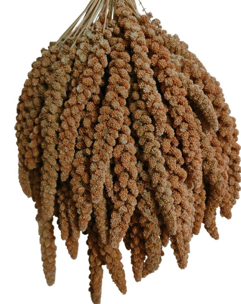 Kuşlar İçin Kızıl Dal Darı 500 GR