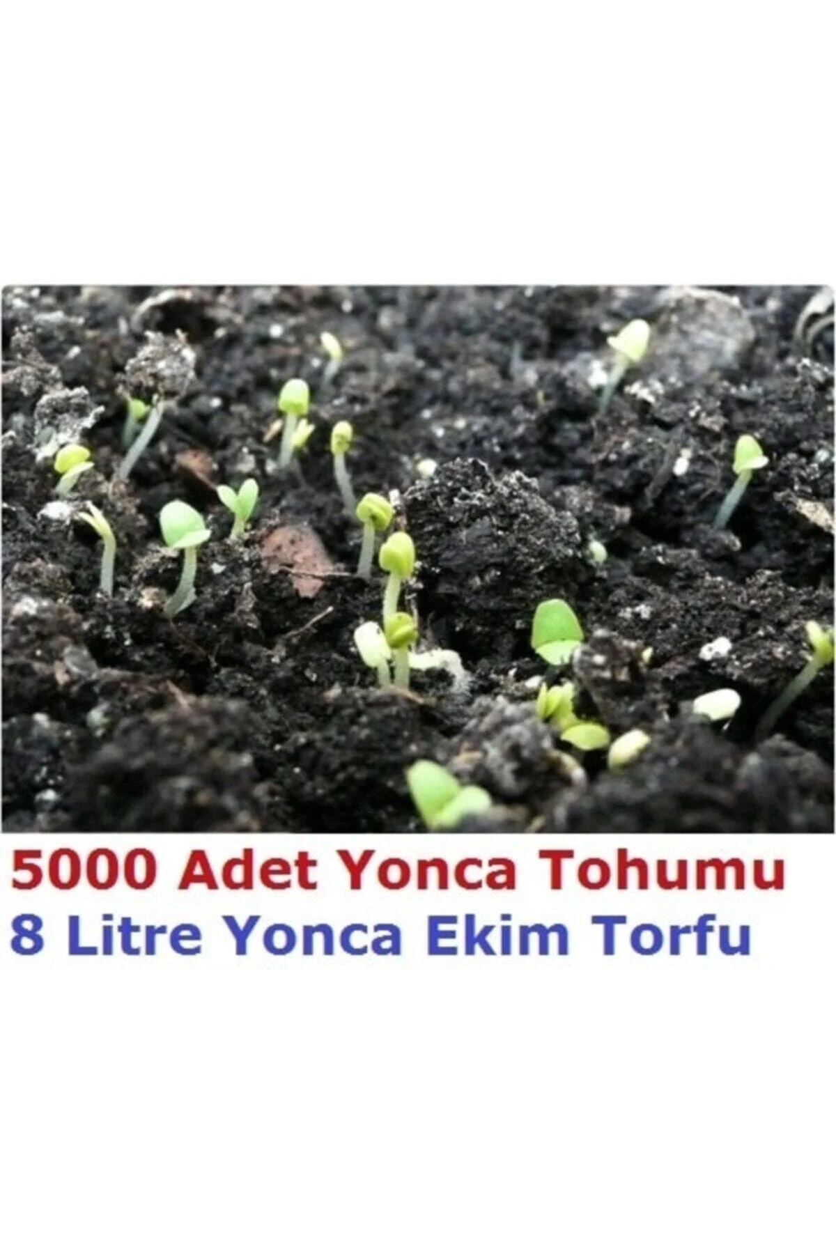 Kutuda 5000 Adet Yonca Tohumu Ve 8 Litre Ekim Torfu + Hediye Üzüm