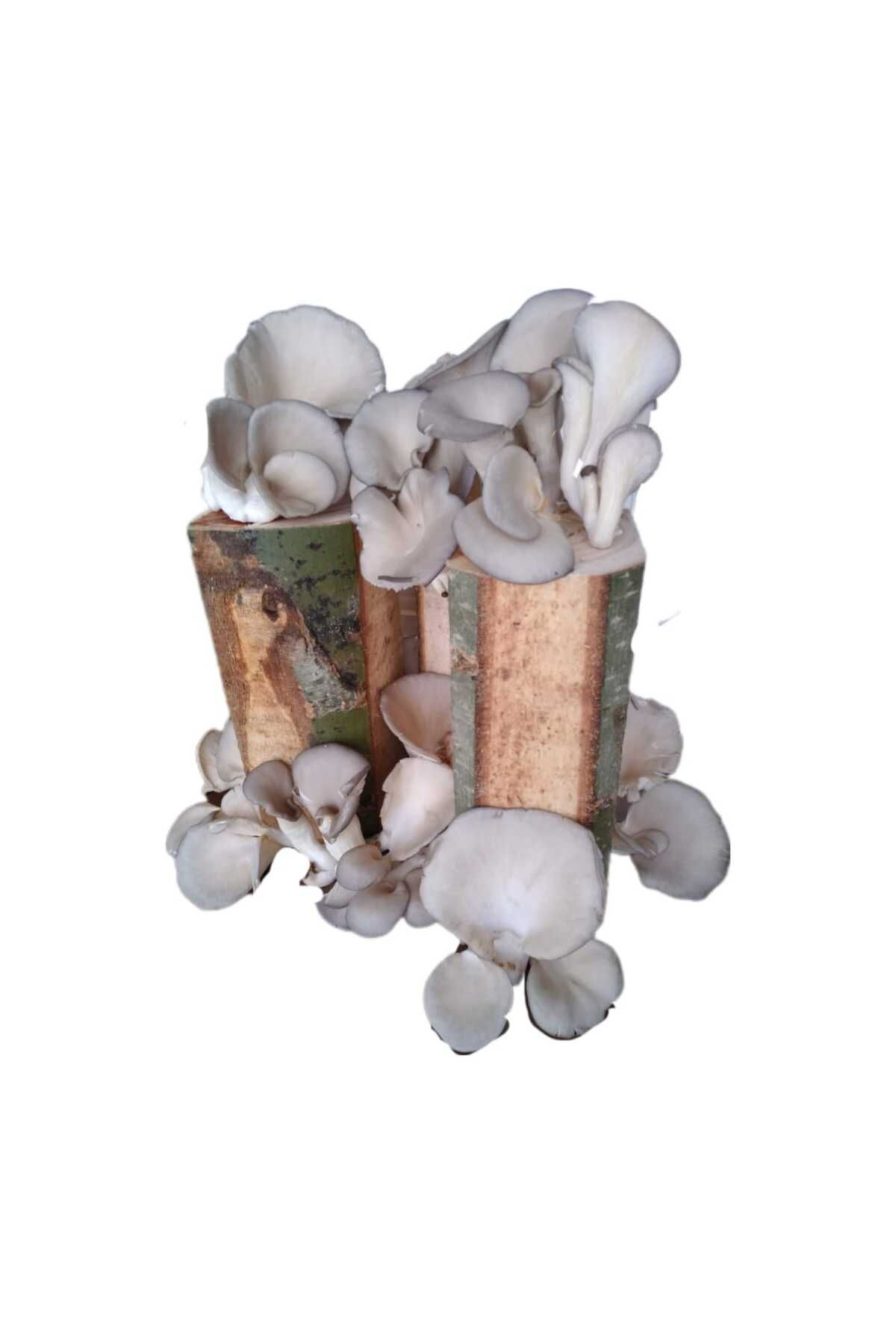 Kütükte İstiridye Mantarı Deneme Hobi Kiti