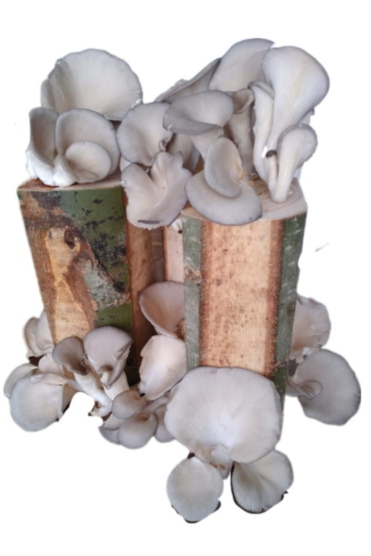 Kütükte İstiridye Mantarı Deneme Hobi Kiti