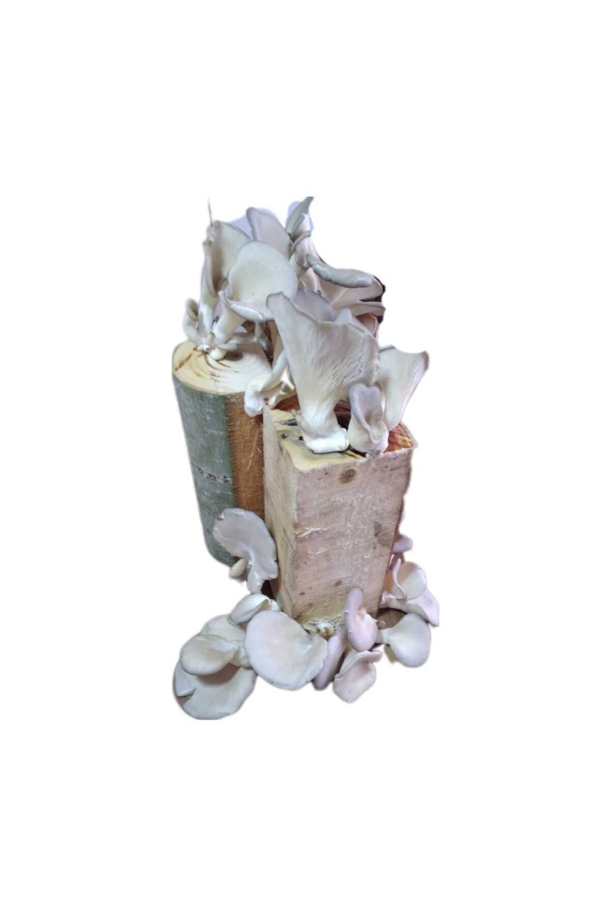 Kütükte İstiridye Mantarı Deneme Hobi Kiti