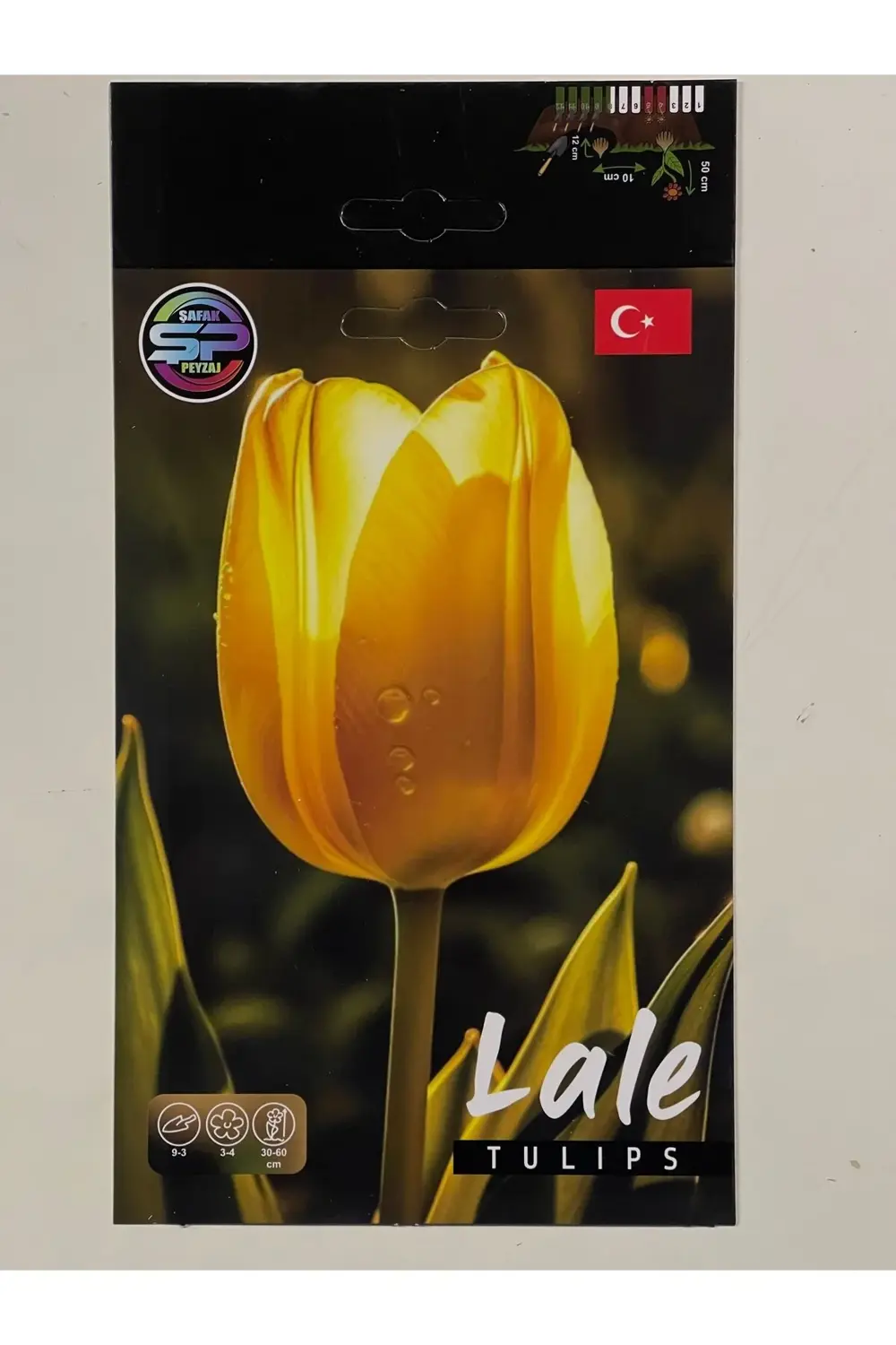 Lale Çiçeği Soğanı Hollanda Lale 10 Adet