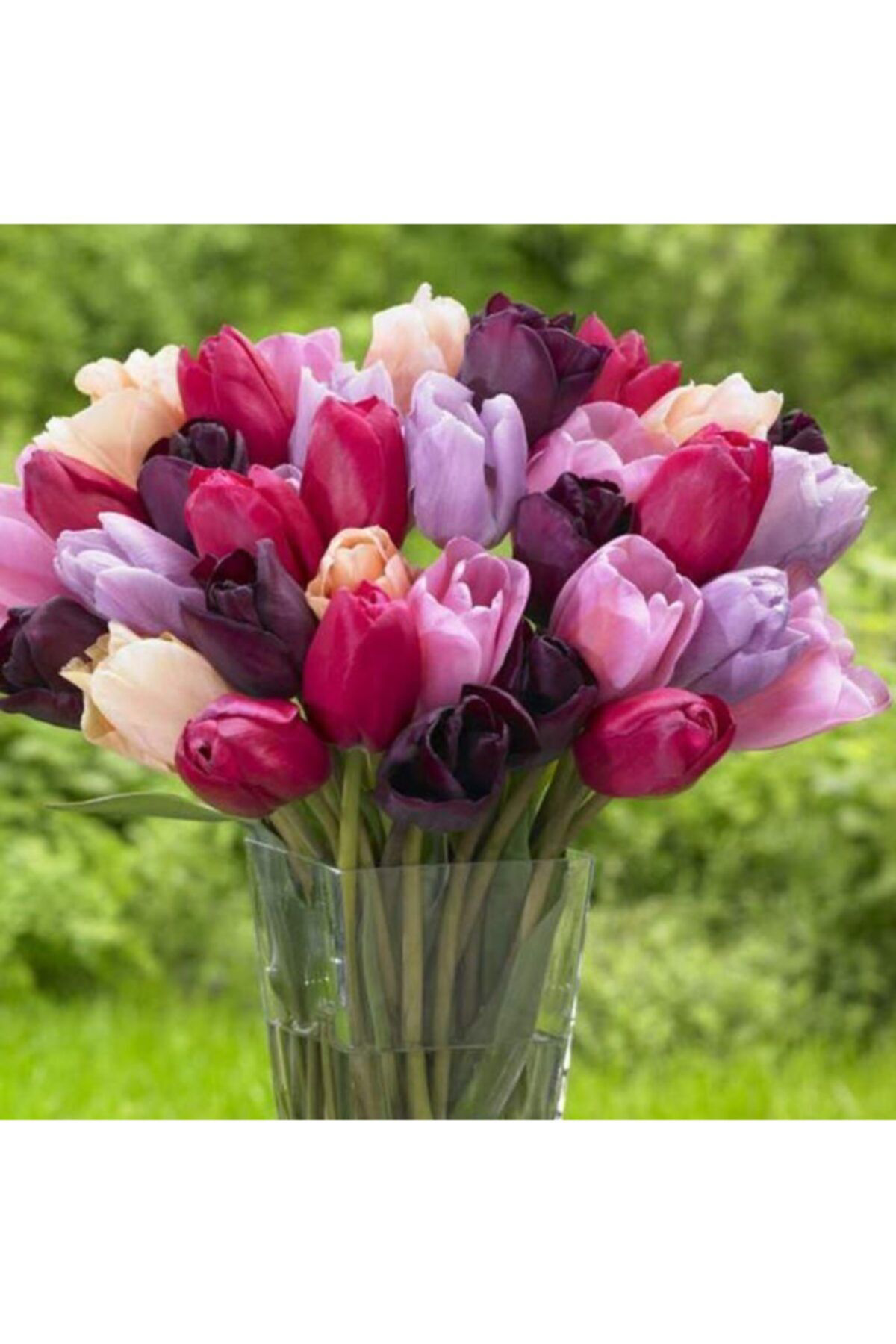 Botanikbahçem Lale Soğanı-10 Adet