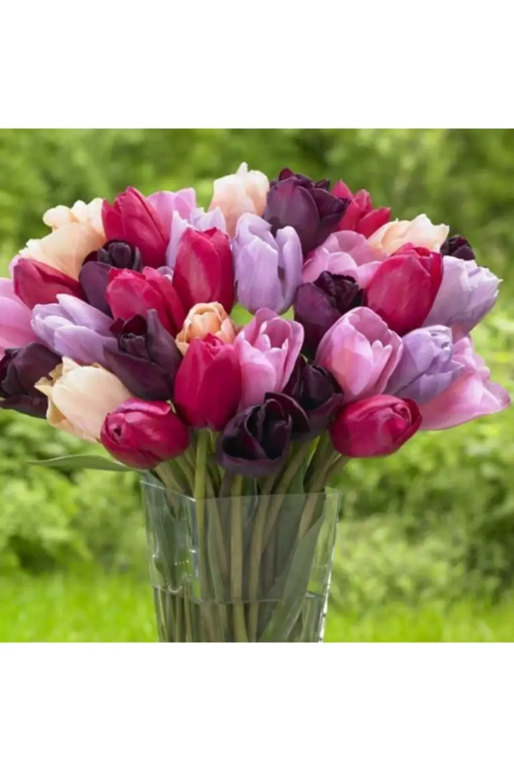 Lale Soğanı-10 Adet