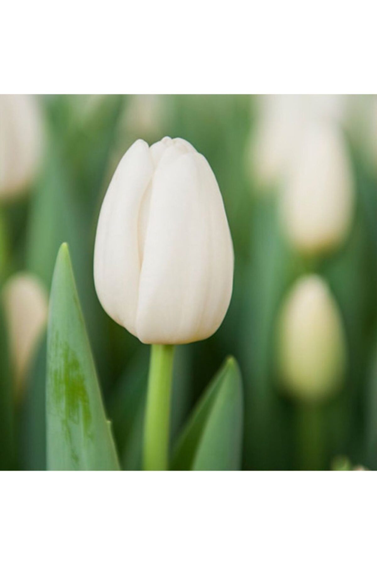 Bitki Dizayn Lale Soğanı 5 Adet