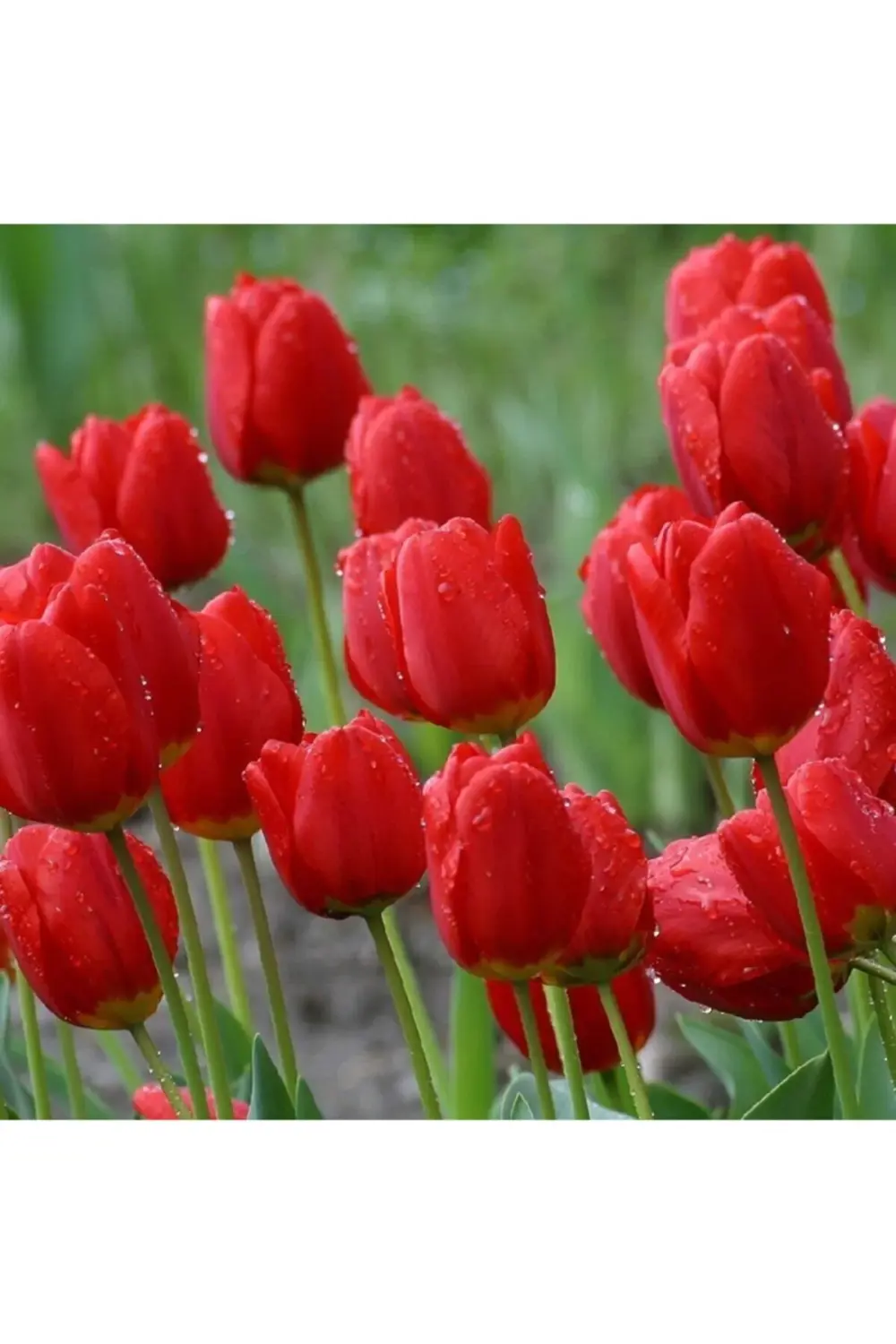 Lale Soğanı-5 Adet