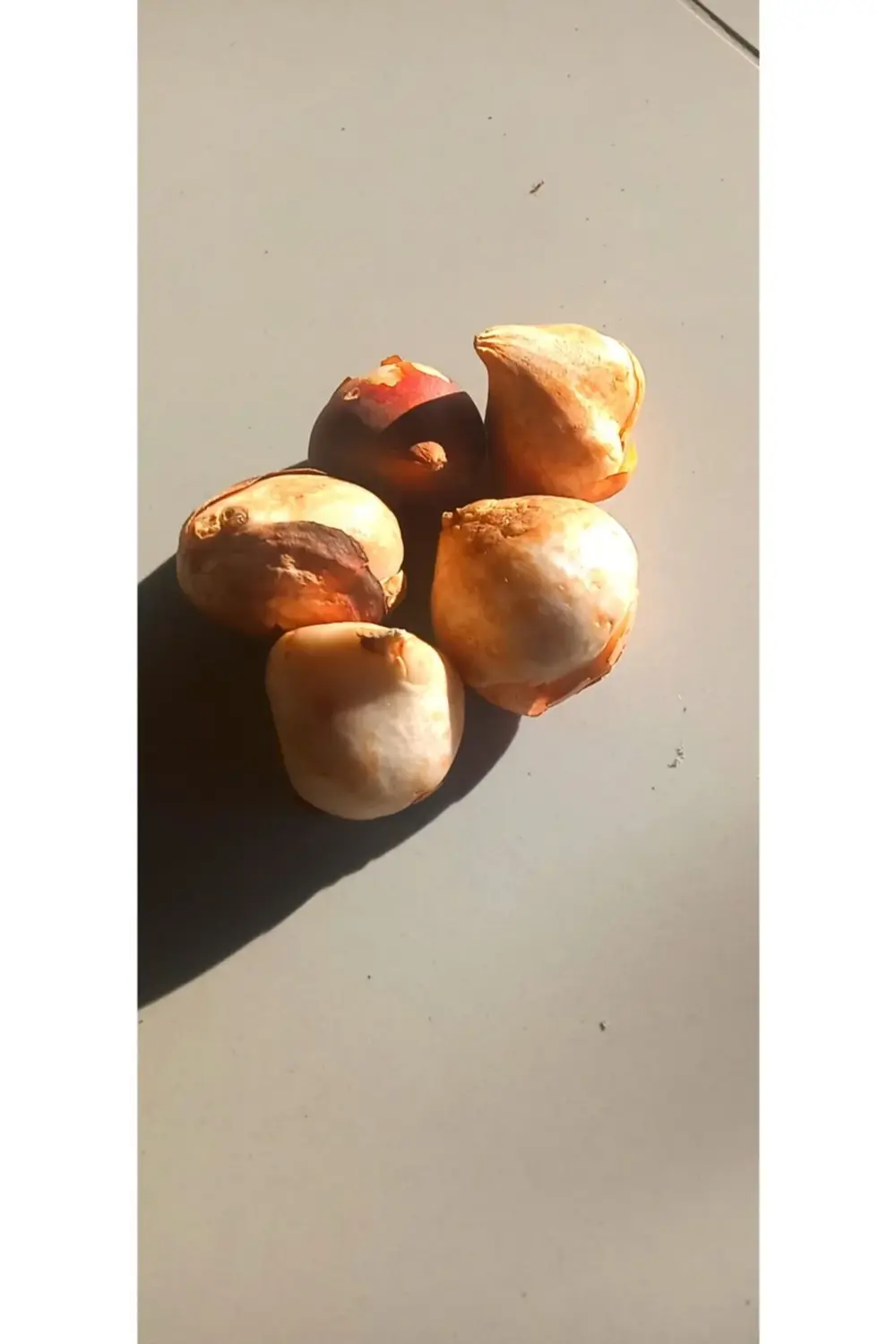 Lale Soğanı 5 Adet