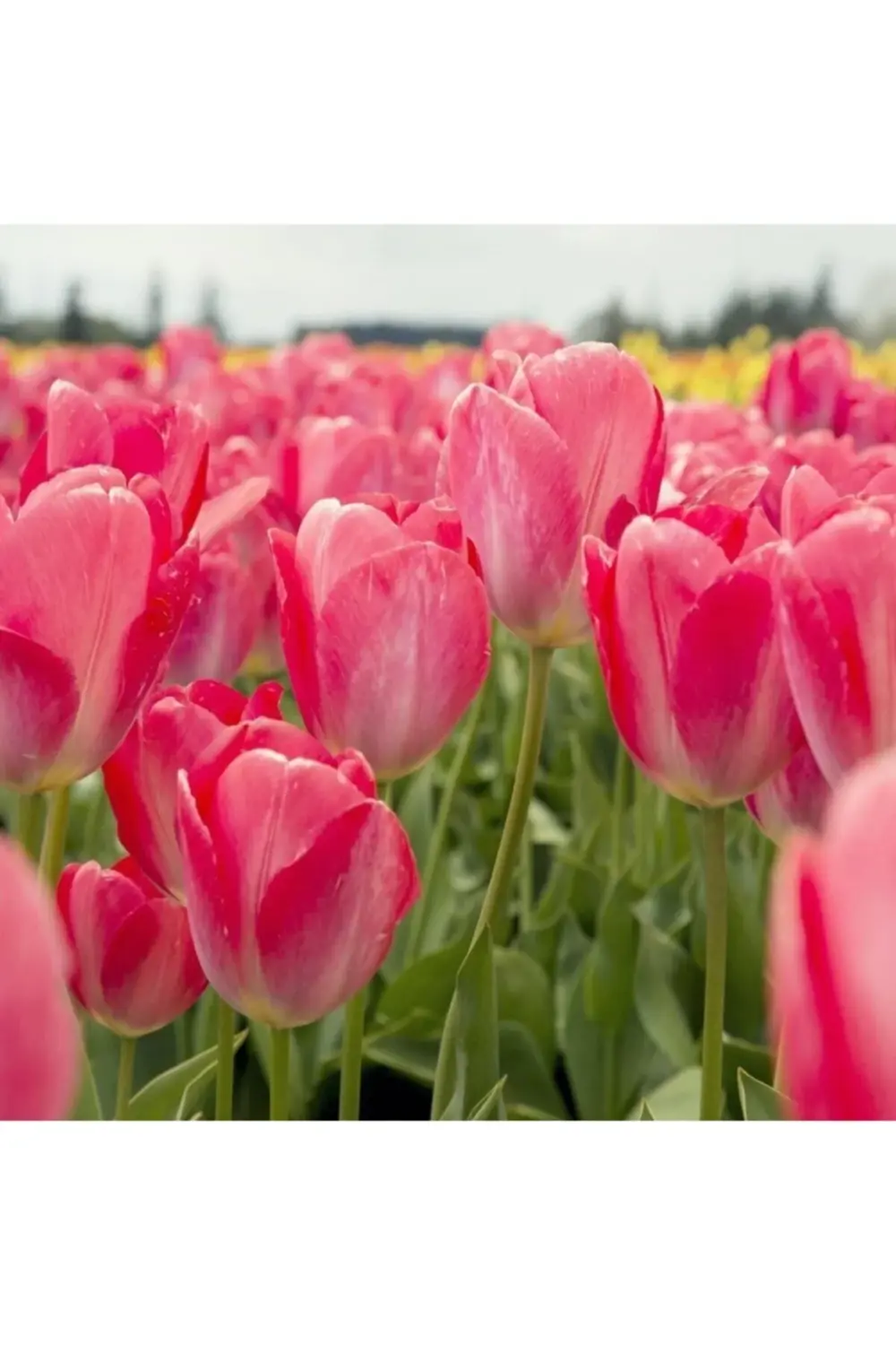 Lale Soğanı-5 Adet