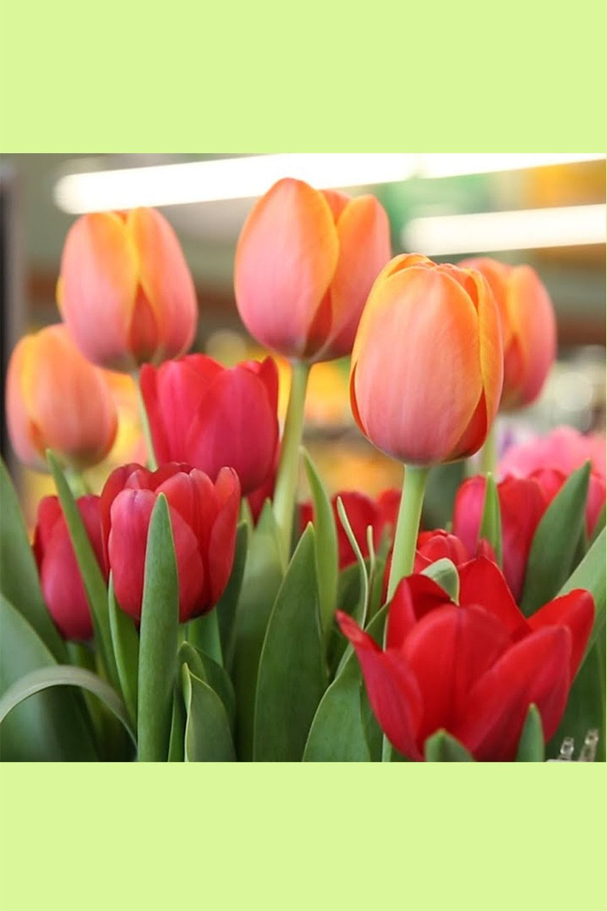 Oxe Garden Lale Soğanı 50 Adet Doğal İri Taze Soğan 2019-2020 Hasatı Ev Ve B