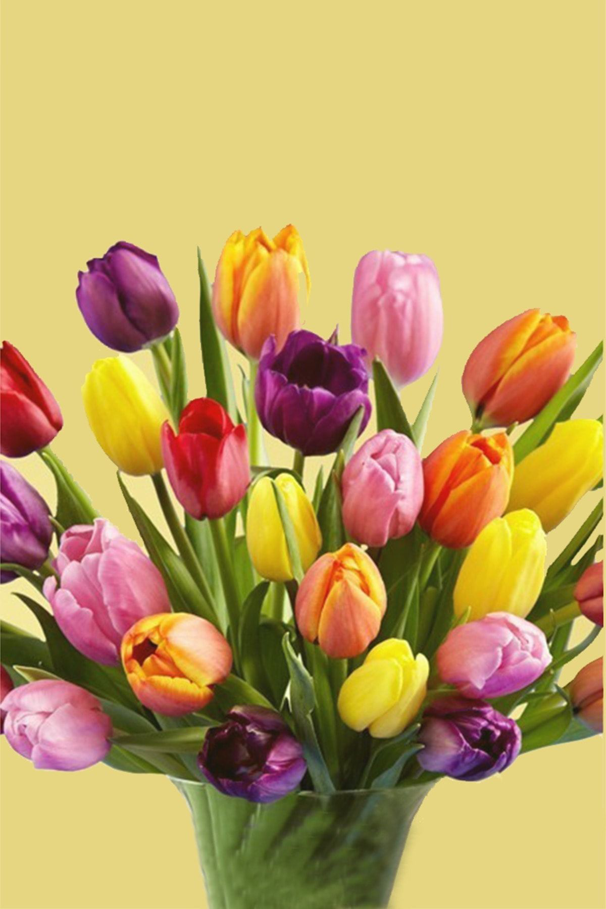 Oxe Garden Lale Soğanı 50 Adet Doğal İri Taze Soğan 2019-2020 Hasatı Ev Ve B