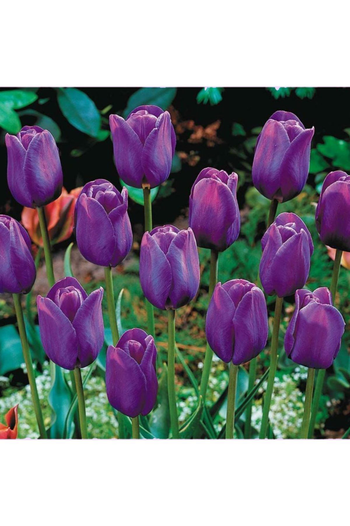 Oxe Garden Lale Soğanı 50 Adet Doğal İri Taze Soğan 2019-2020 Hasatı Ev Ve B