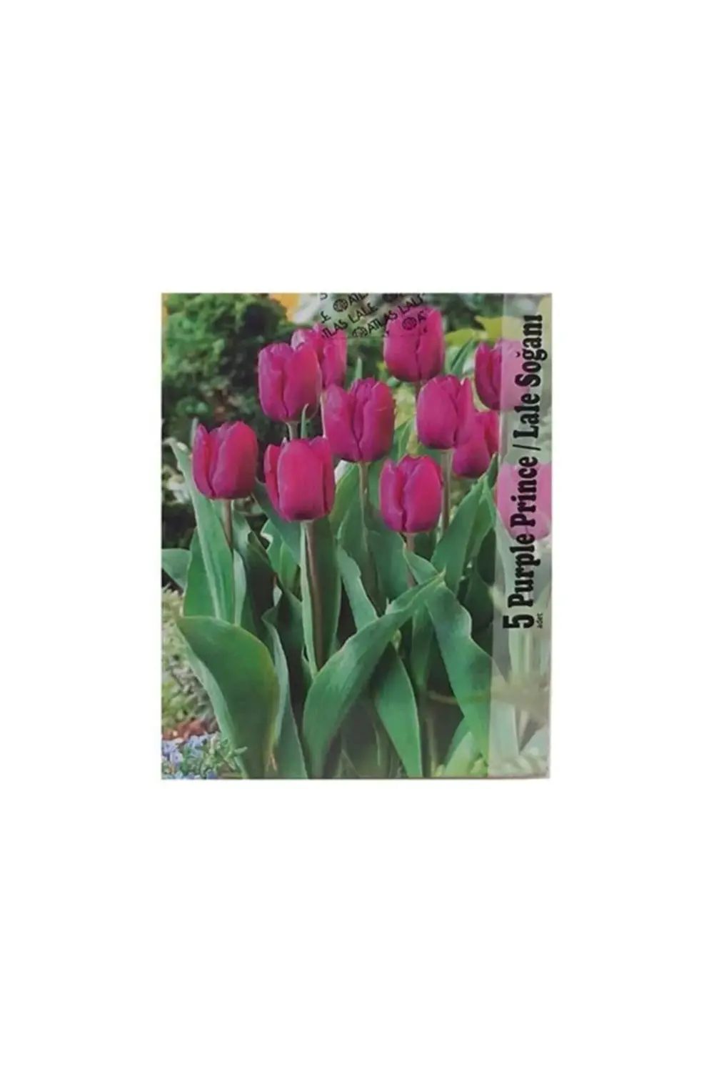 Lale Soğanı Karışık Renkli (Toplam 40 Adet Lale Soğanı)