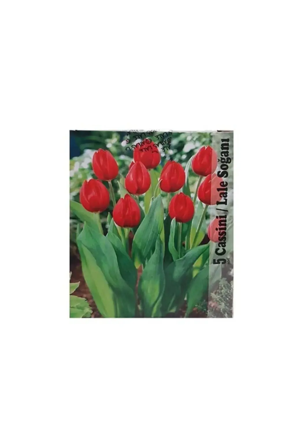 Lale Soğanı Karışık Renkli (Toplam 40 Adet Lale Soğanı)