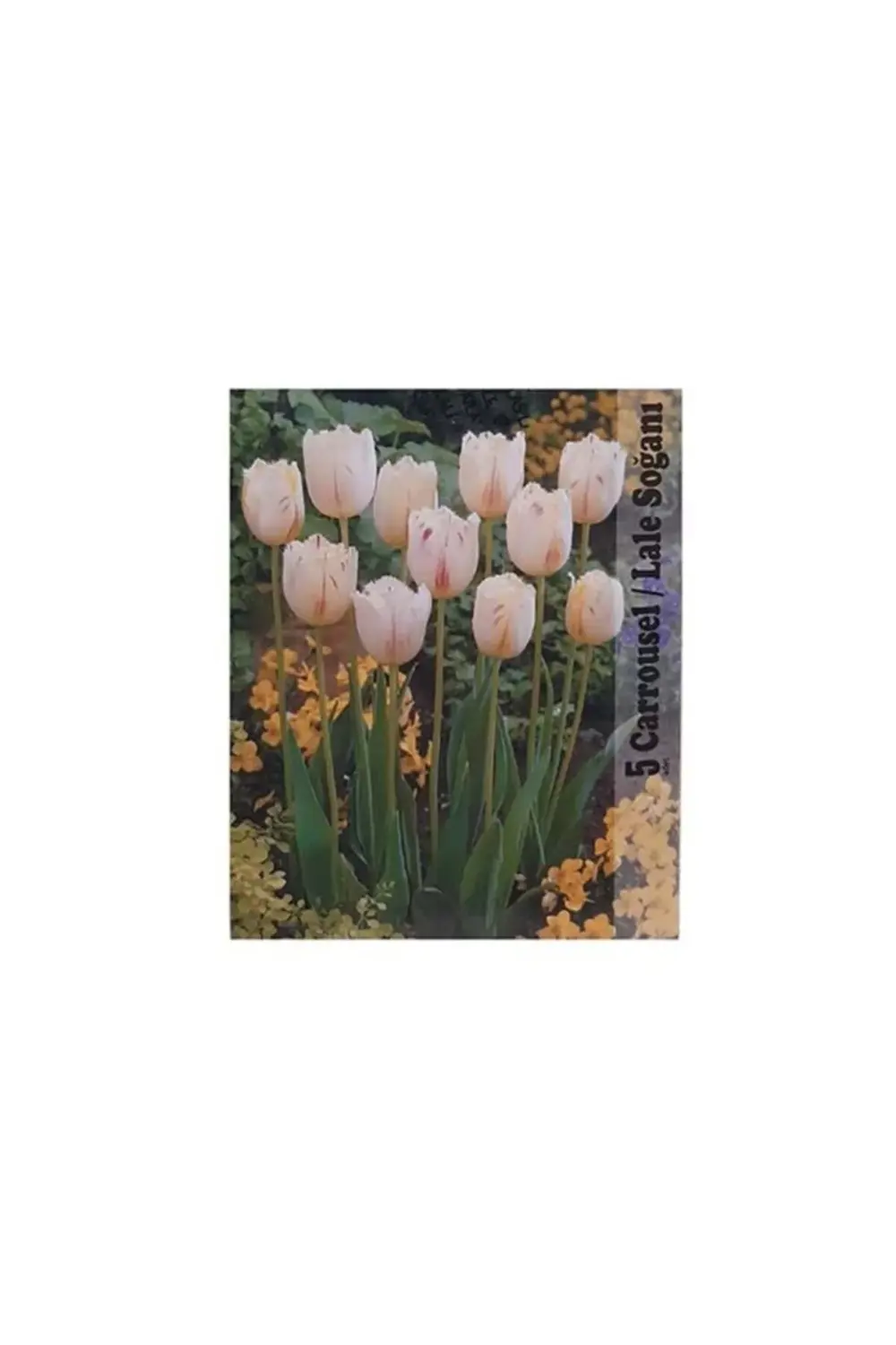 Lale Soğanı Karışık Renkli (Toplam 40 Adet Lale Soğanı)