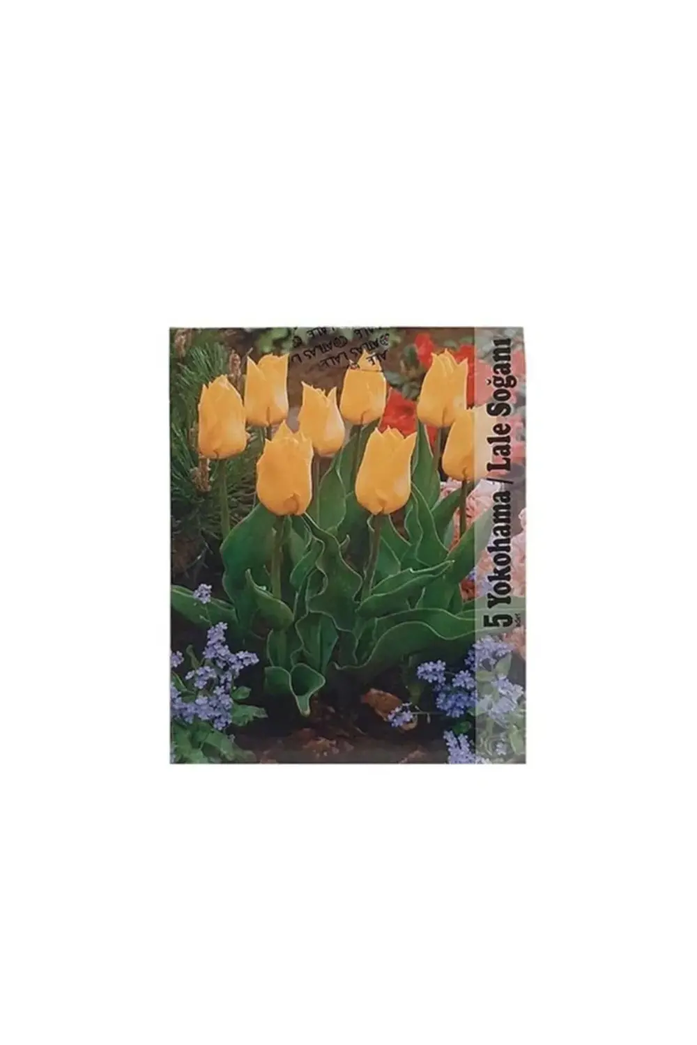 Lale Soğanı Karışık Renkli (Toplam 40 Adet Lale Soğanı)