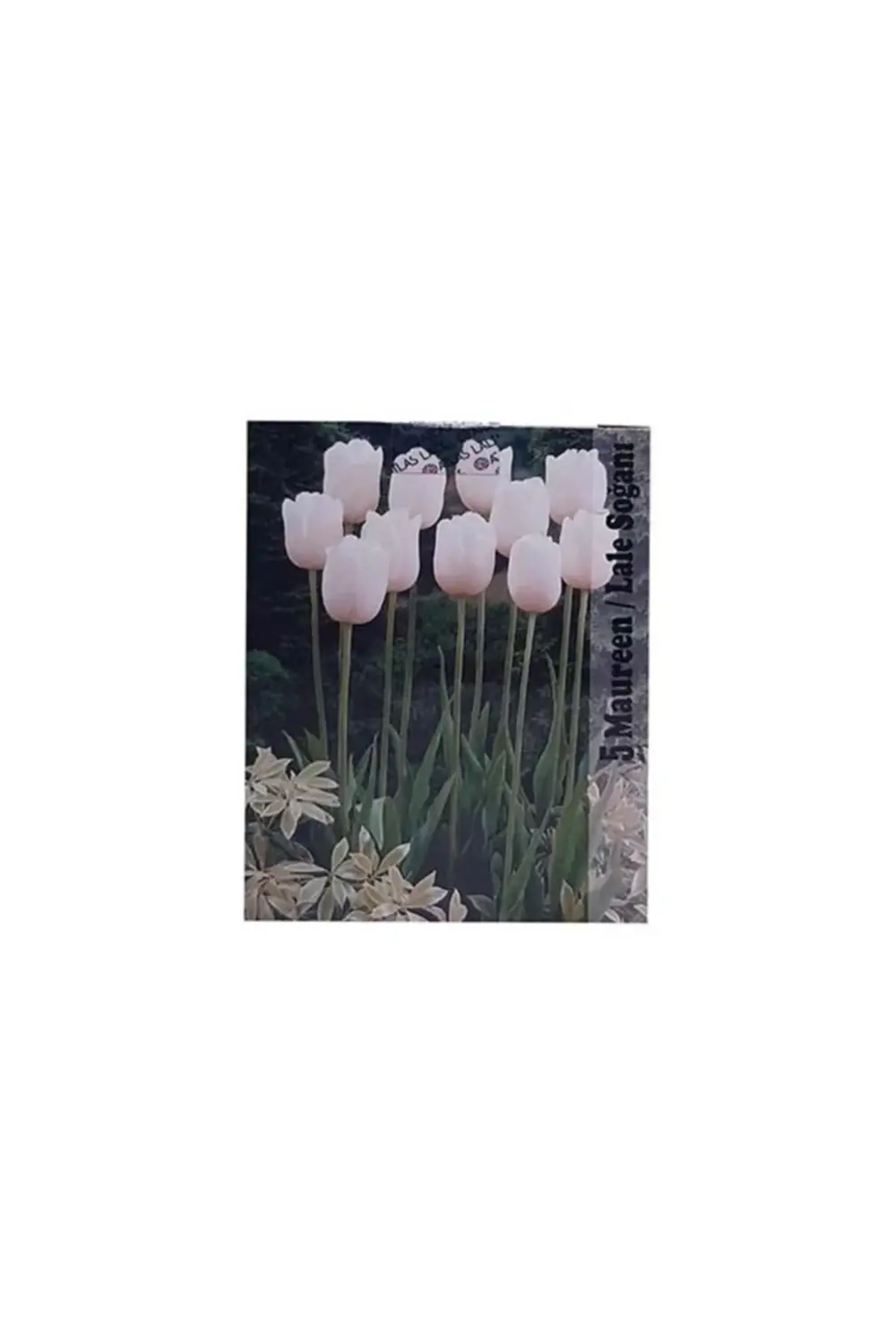 Lale Soğanı Karışık Renkli (Toplam 40 Adet Lale Soğanı)