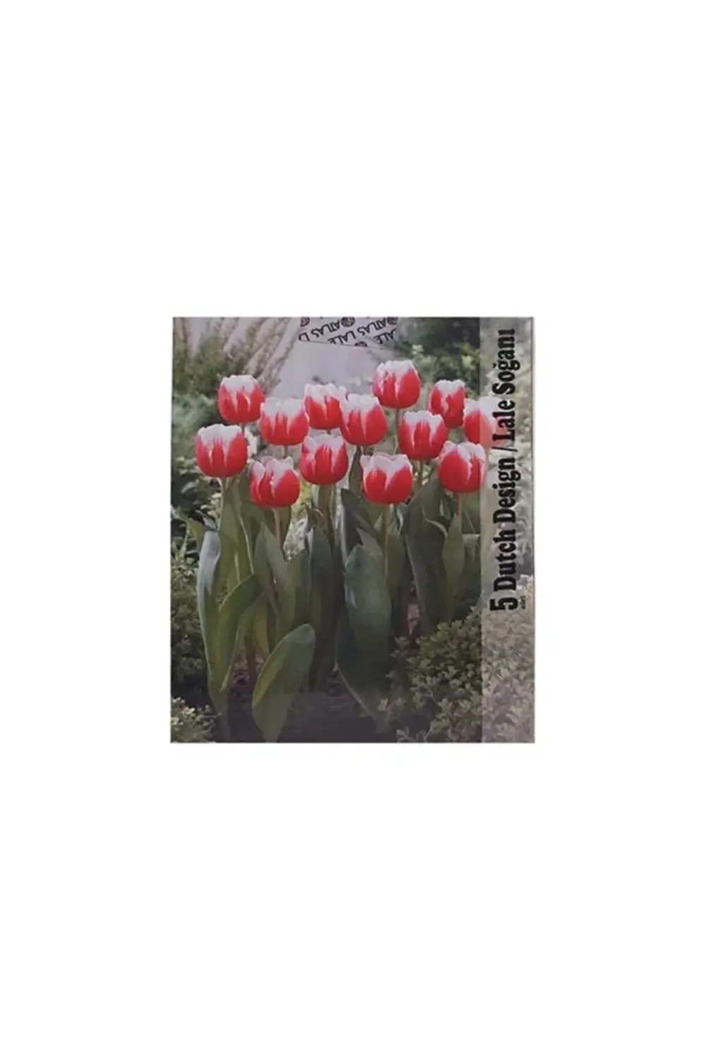 Lale Soğanı Karışık Renkli (Toplam 40 Adet Lale Soğanı)