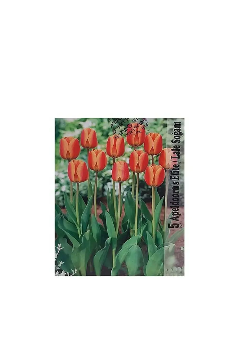 Lale Soğanı Karışık Renkli (Toplam 40 Adet Lale Soğanı)