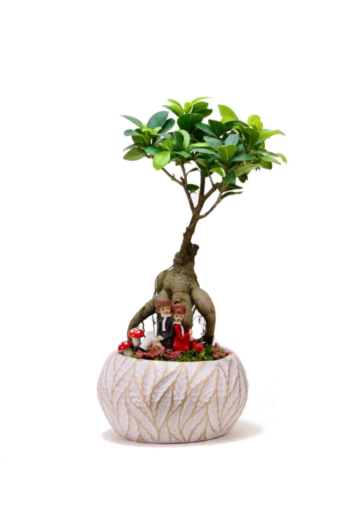 Lamina Beyaz Ficus Bonsai Ve Sırt Sırta Sevgililer Lamina Beyaz Ficus Bonsai Ve Sırt Sırta Sevgililer