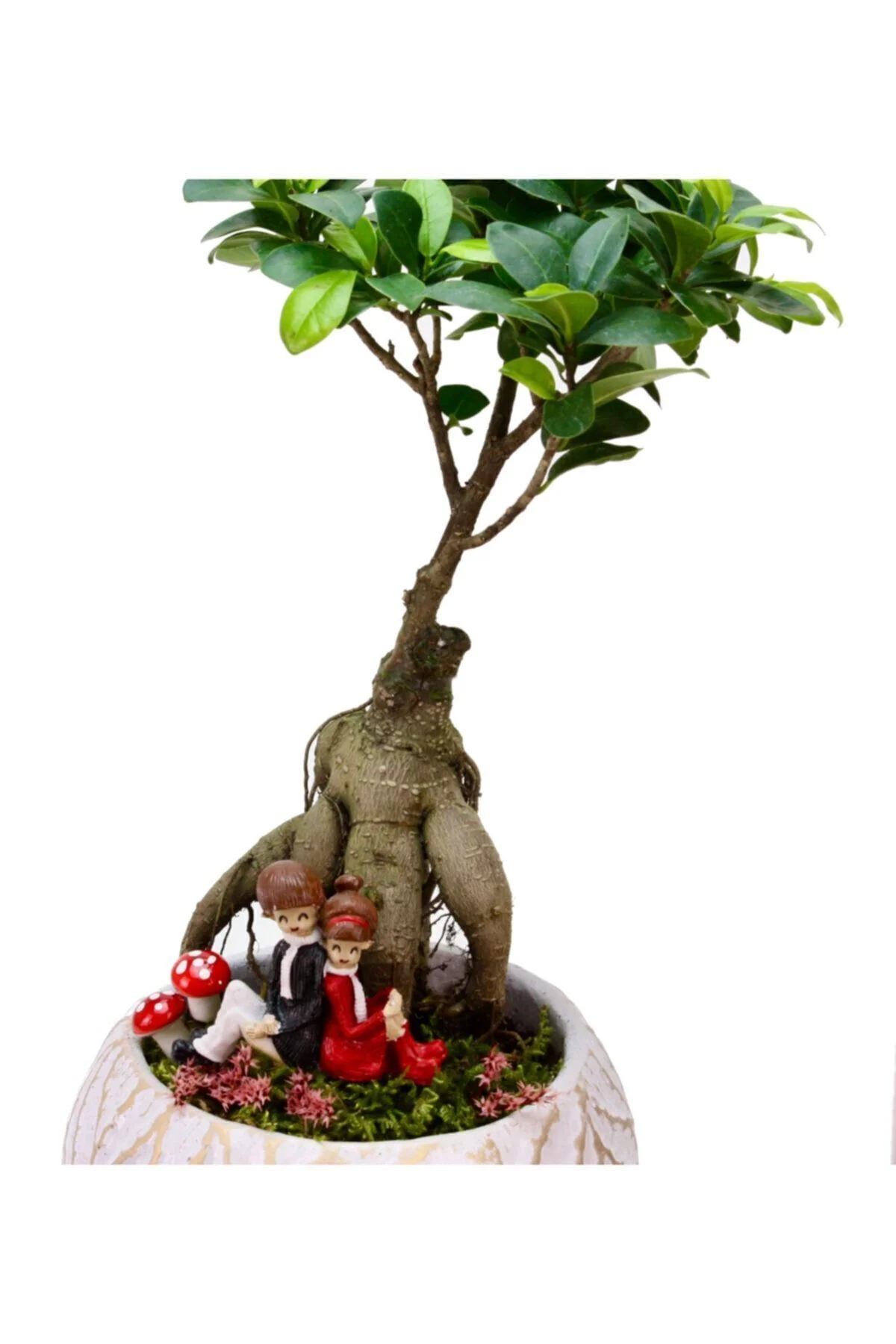 Lamina Beyaz Ficus Bonsai Ve Sırt Sırta Sevgililer Lamina Beyaz Ficus Bonsai Ve Sırt Sırta Sevgililer - Görsel 2