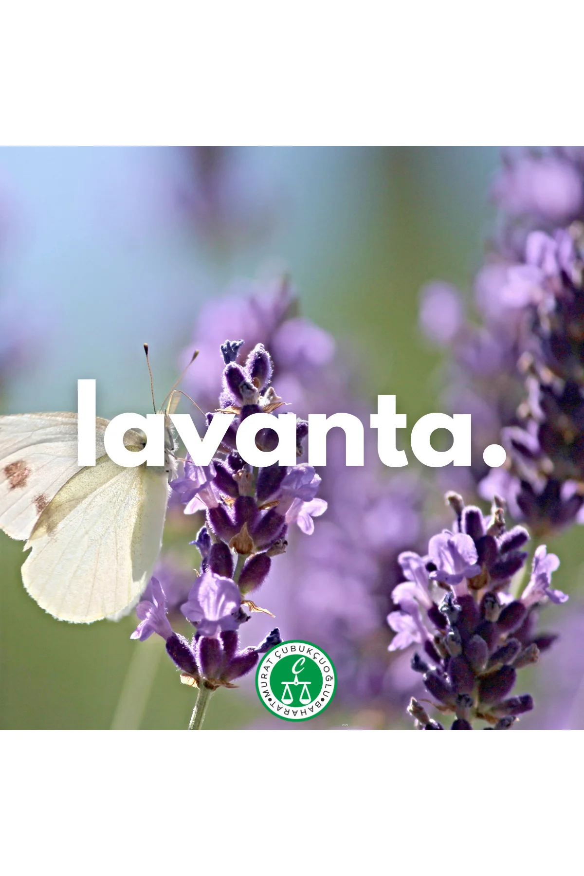 Lavanta Esansı 10cc