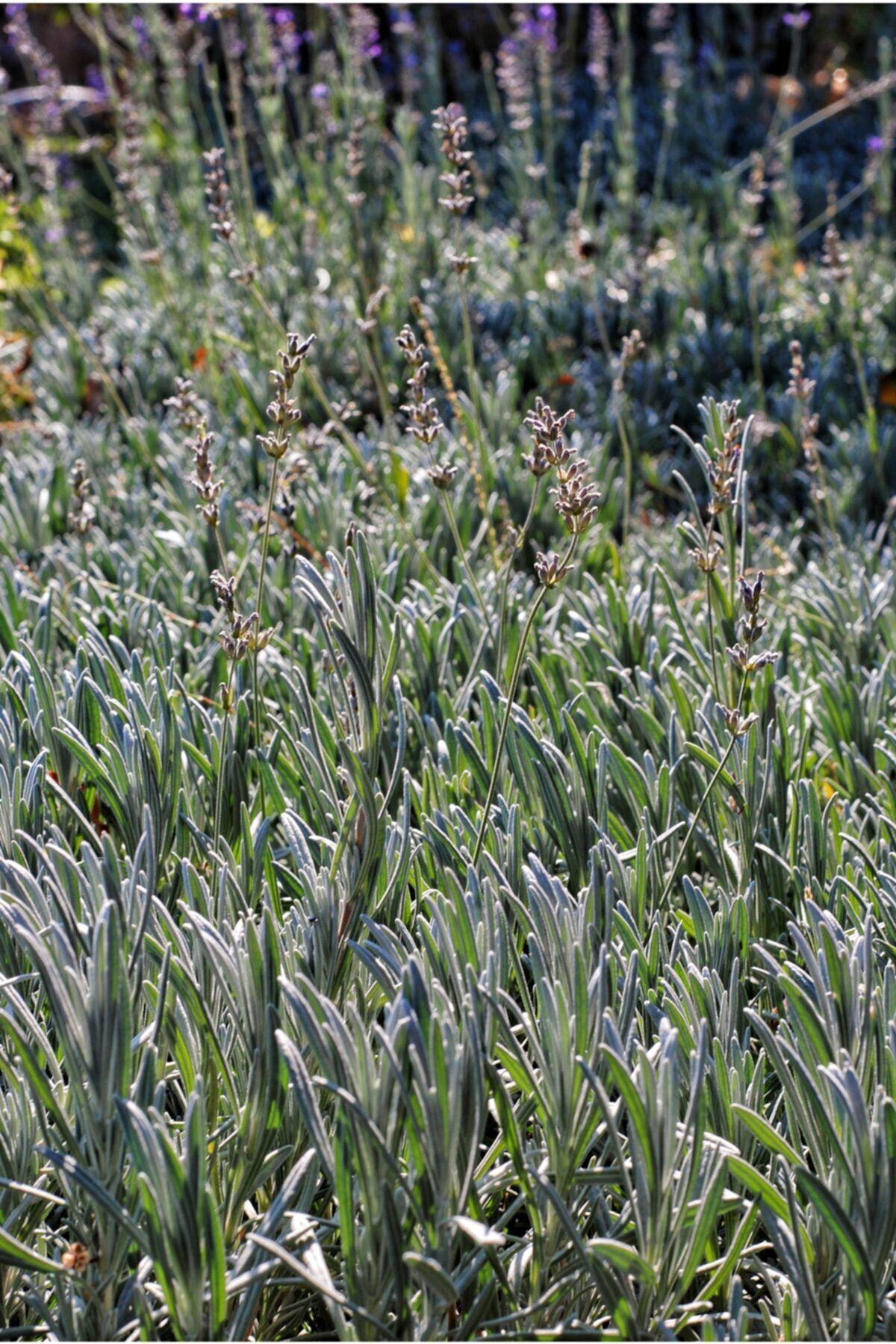 Natural Bitkiler Lavanta Fidanı 10 Adet Açık Kök