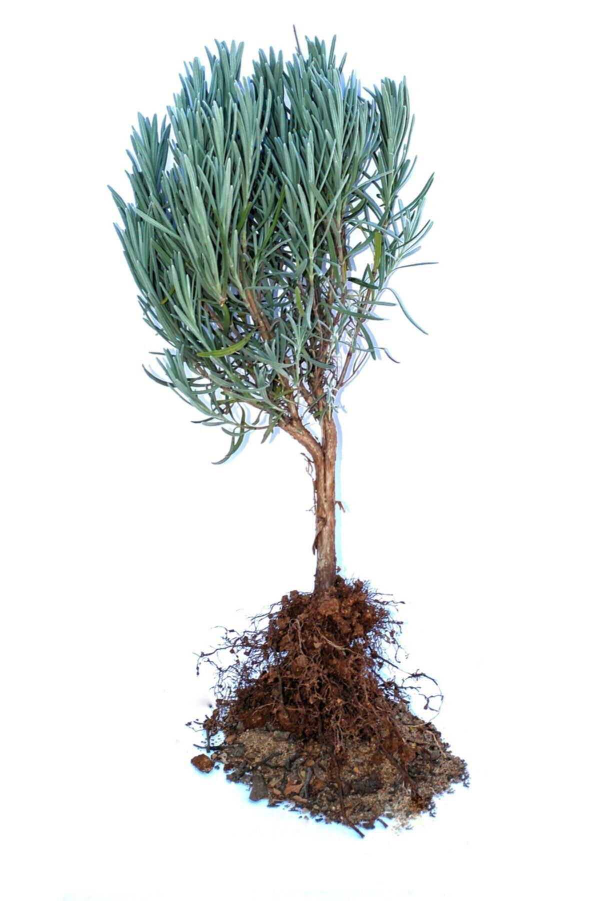 Natural Bitkiler Lavanta Fidanı 10 Adet Açık Kök