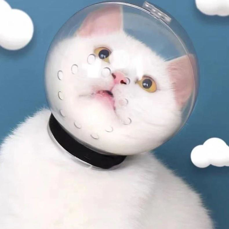 Lavimo Kedi Bakım Küresi