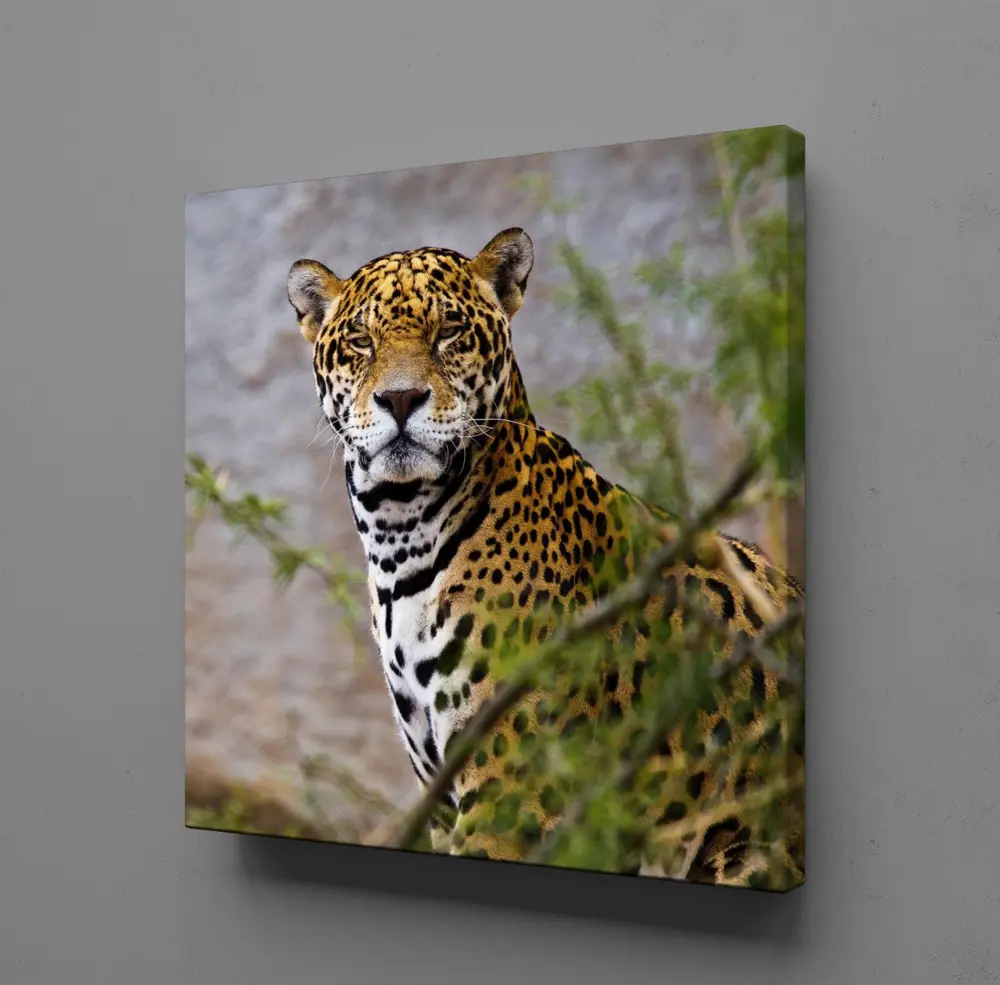LEOPARIN DURUŞU KANVAS TABLO LEOPARIN DURUŞU KANVAS TABLO