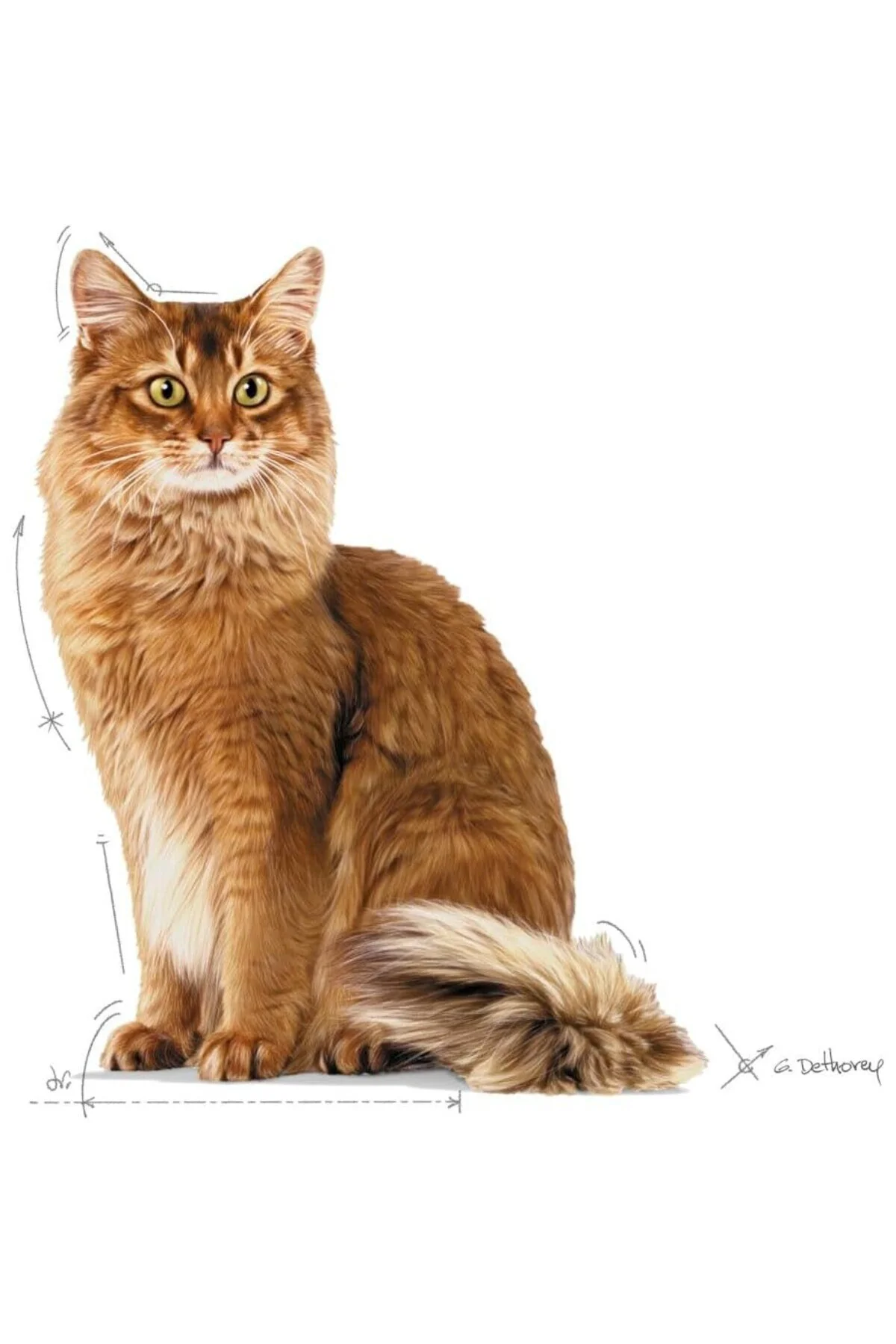 Light Weight Care Kedi Maması, 8 Kg Light Weight Care Kedi Maması, 8 Kg