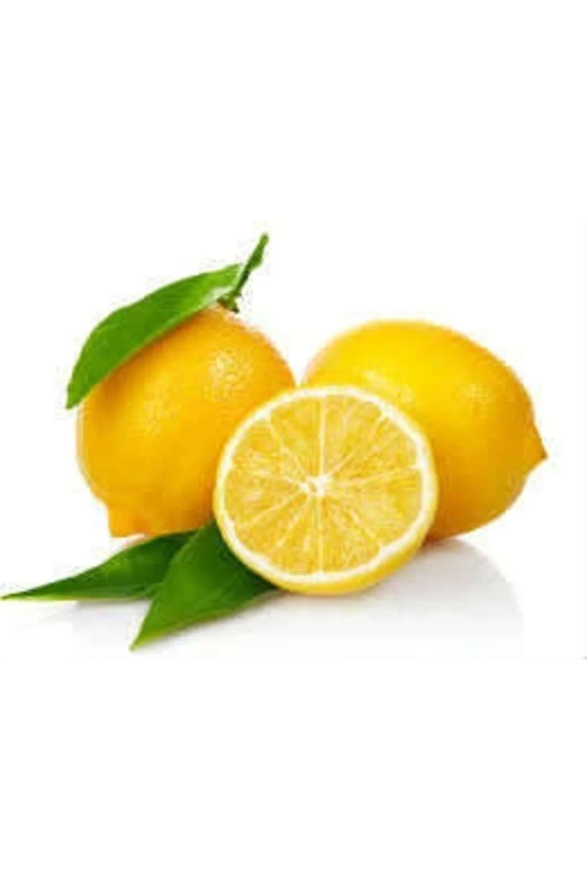 Limon Bonesi / 100 Adet / Bitki Çayı Bonesi - Görsel 2