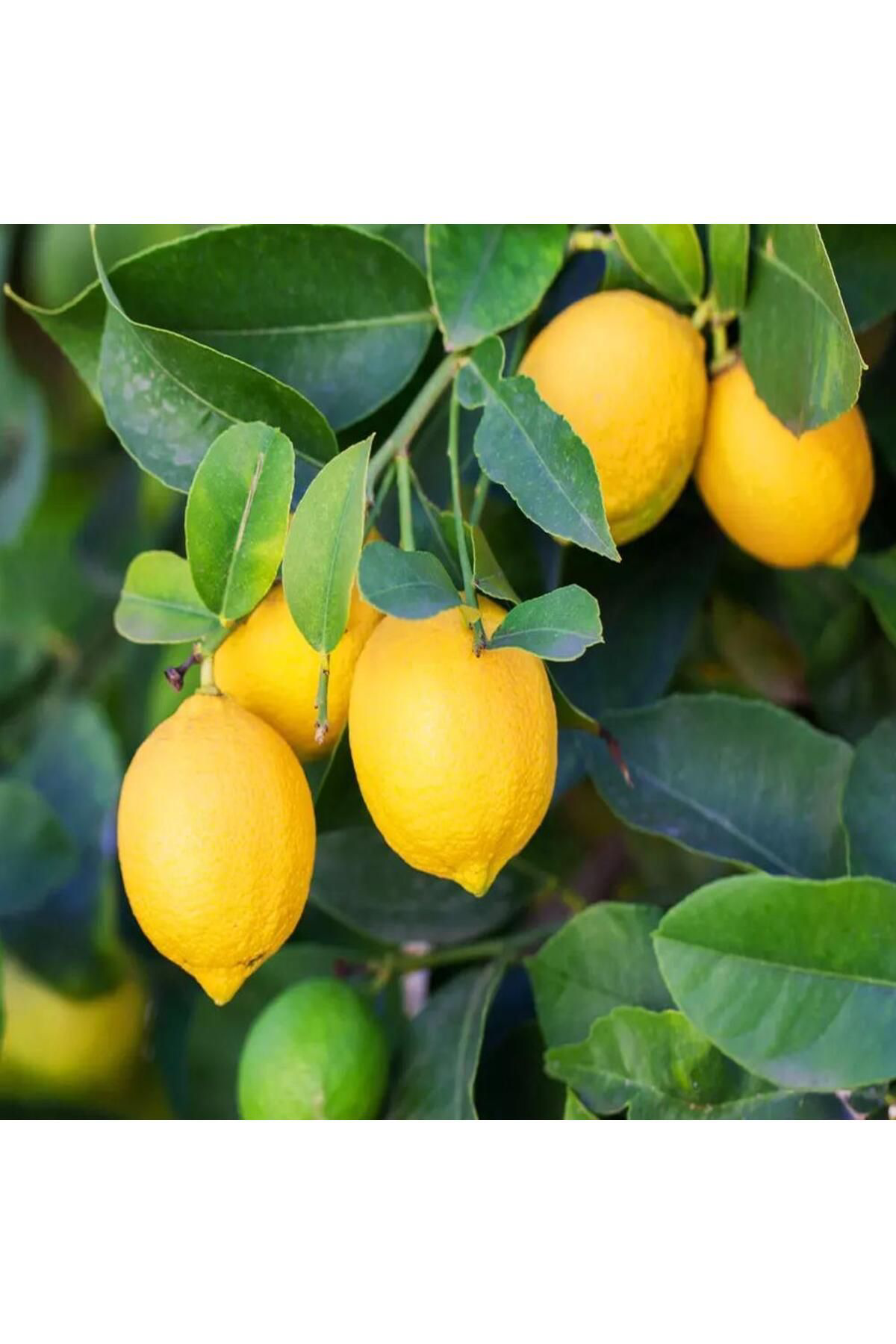 Limon Kolonyası 160 ML Pet Şişe