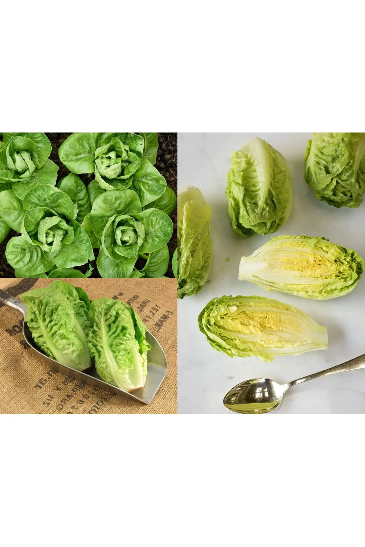 Little gem fındık marul tohumu atalık