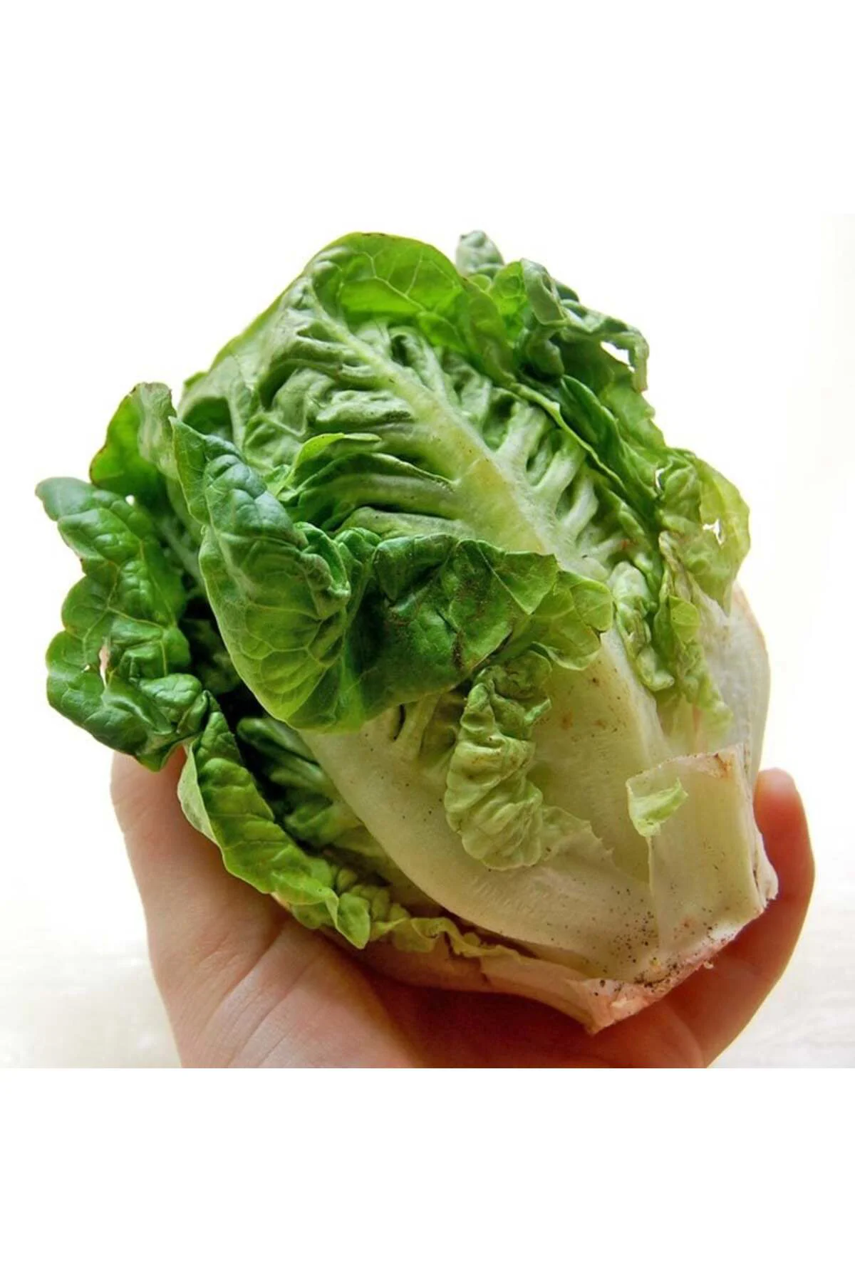 Little gem fındık marul tohumu atalık